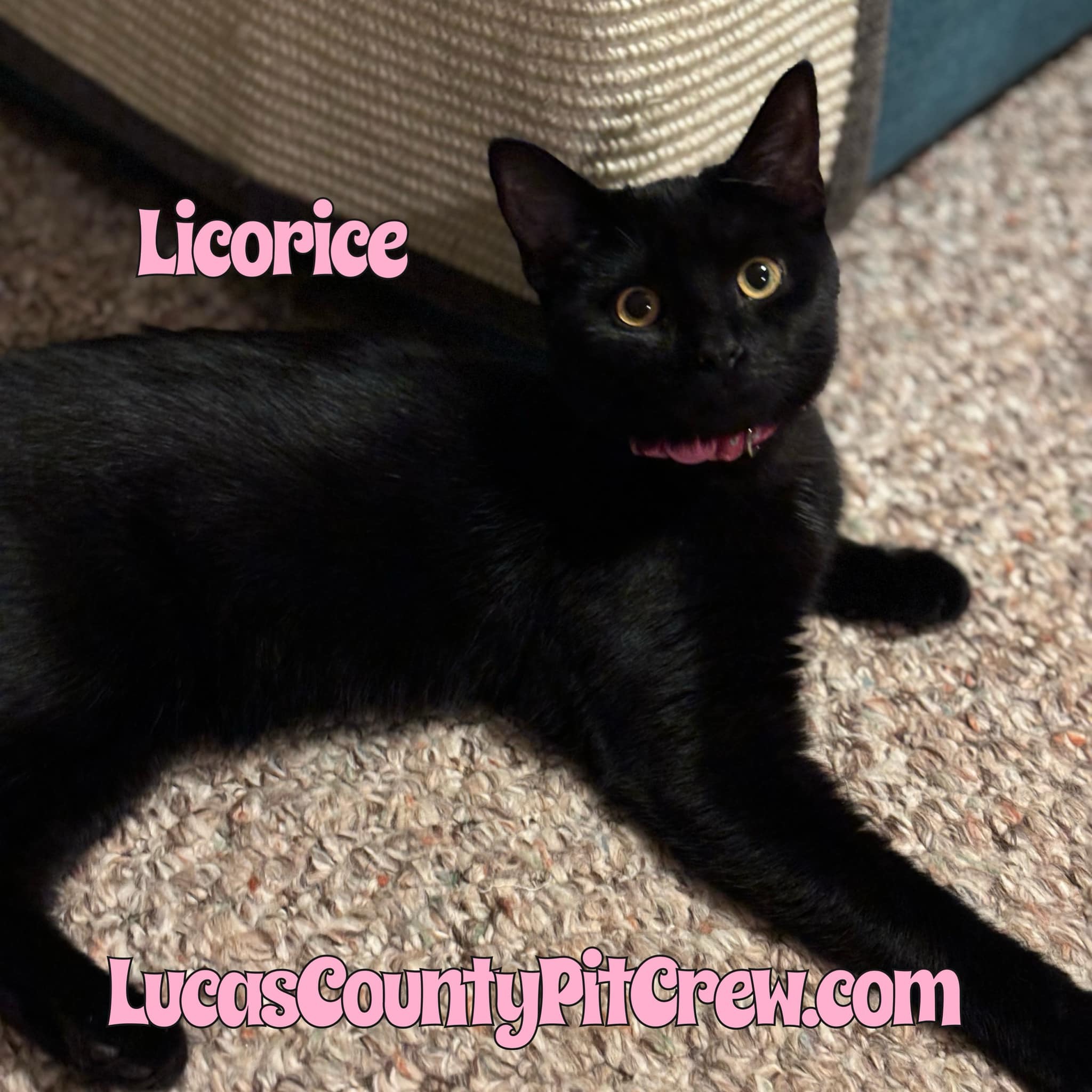 Licorice, Adoptable, Adult Female American Shorthair & Domestic Short Hair.