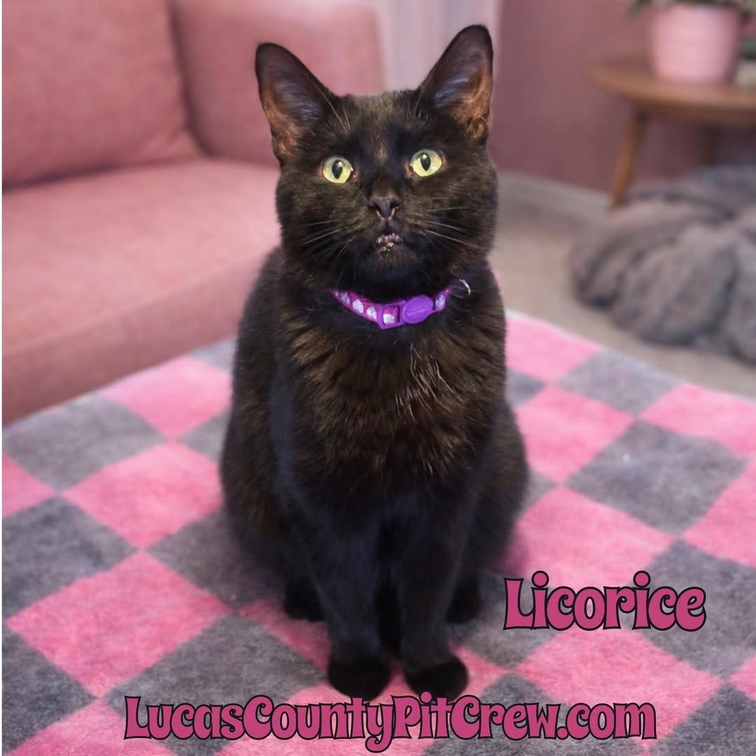 Licorice, Adoptable, Young Female American Shorthair & Domestic Short Hair.