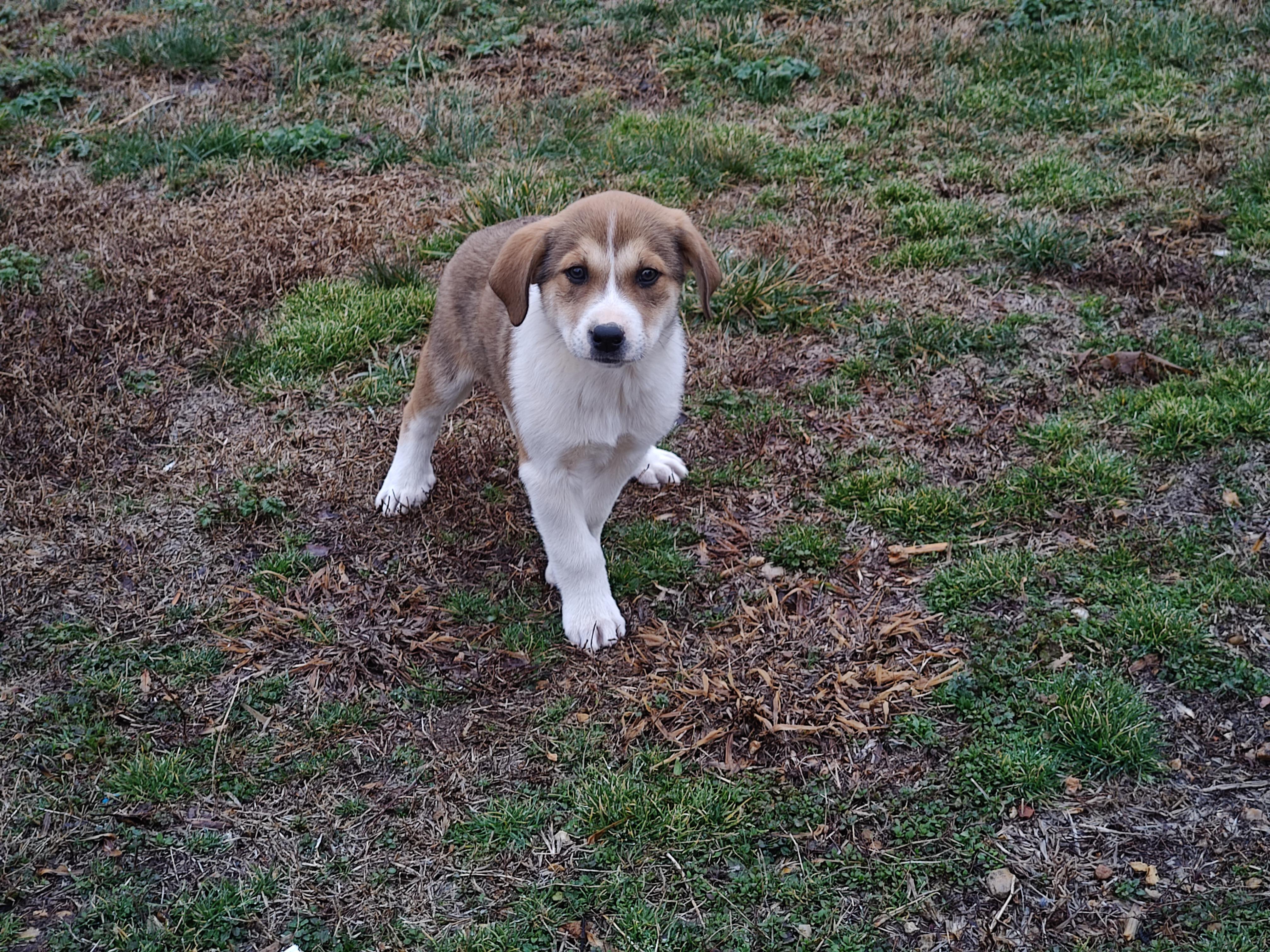 Jordan Olympians — thumbnail 2