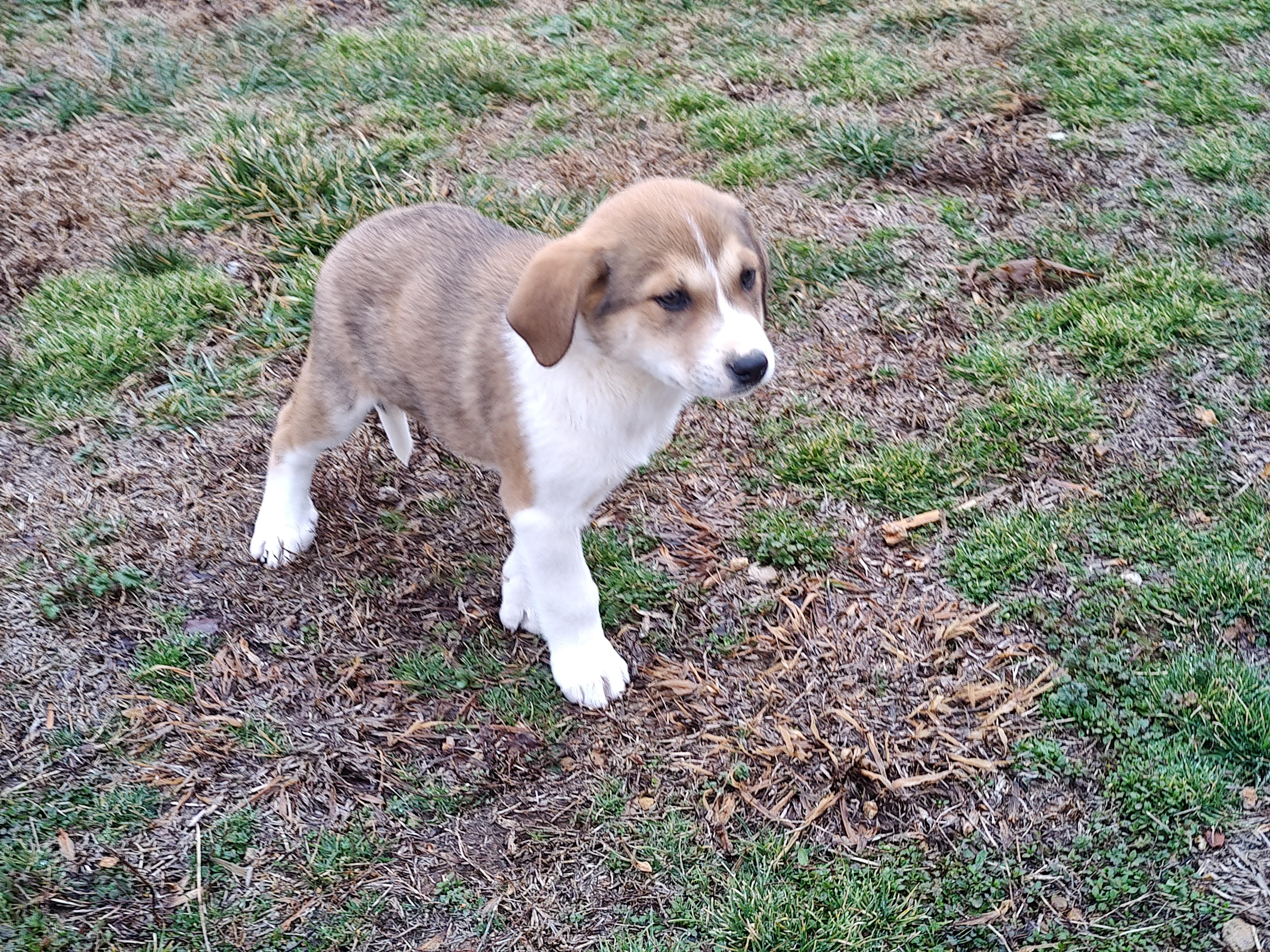 Jordan Olympians — thumbnail 5