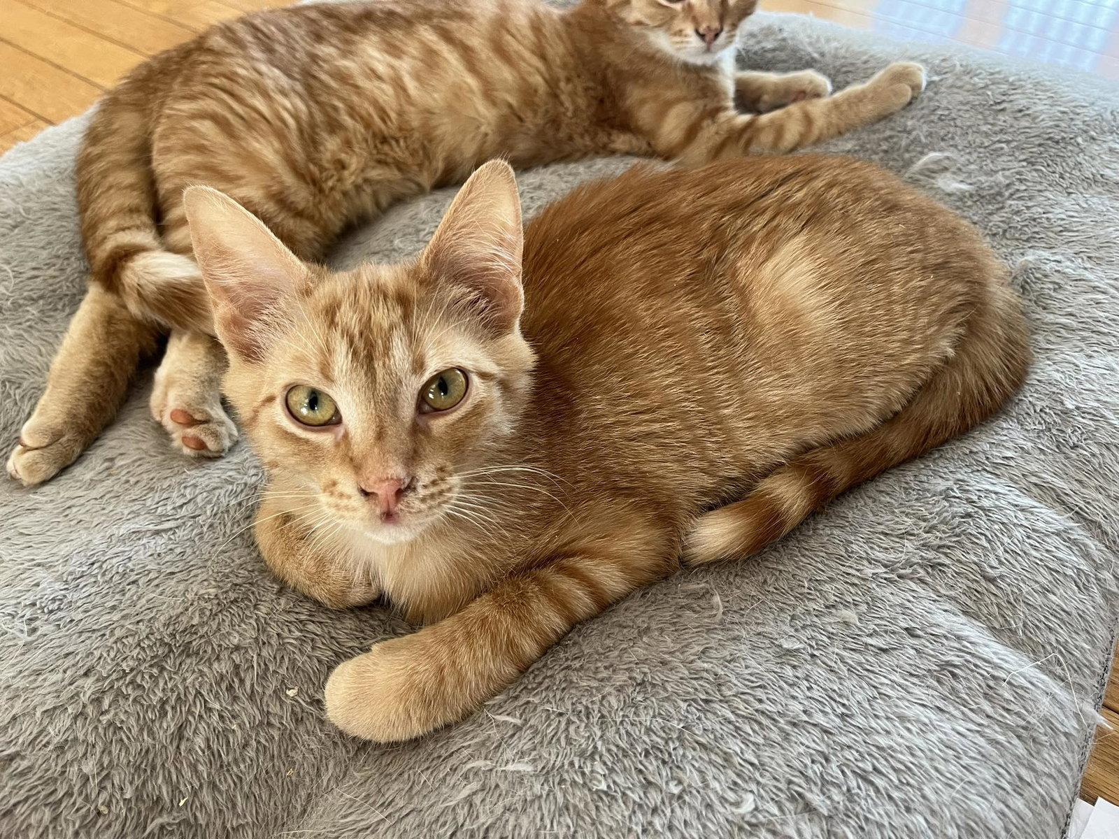 Willy, Adopted, Young Male Domestic Medium Hair.