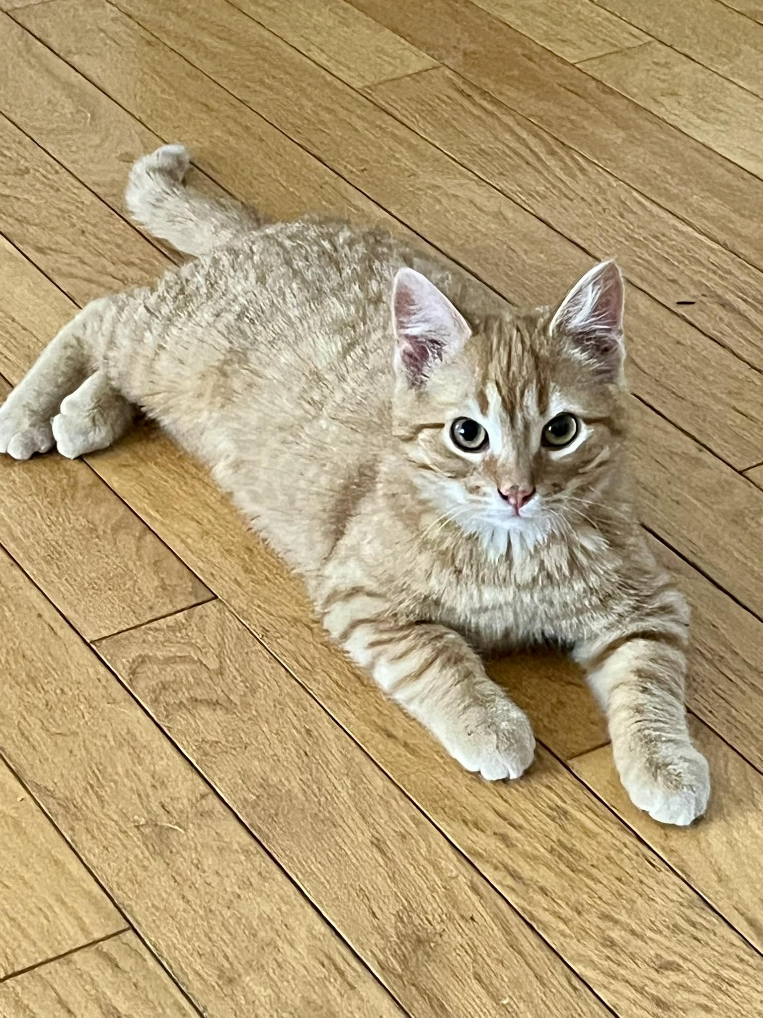 Enlarge Willy, a Adopted Domestic Medium Hair in Orleans, ON image 3/3