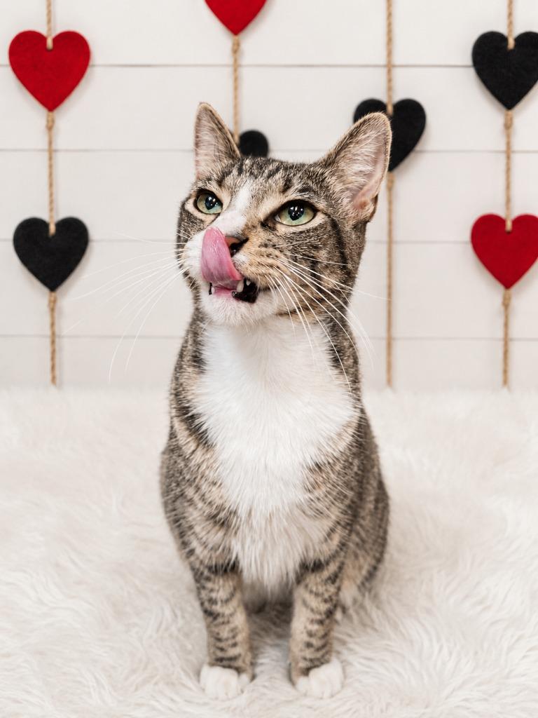 Scrabble, Adoptable, Young Male Domestic Short Hair.