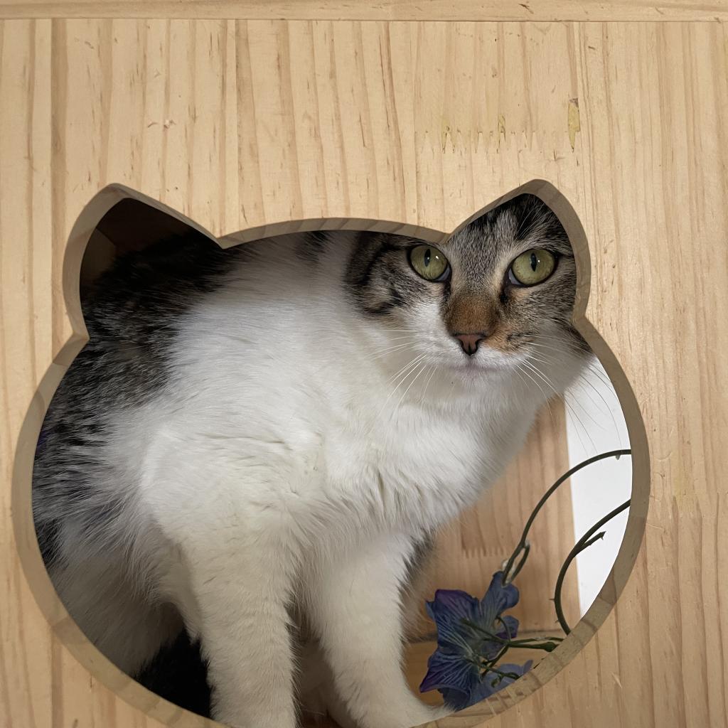 Riley, a Adoptable Domestic Short Hair in Lucedale, MS image 1/6