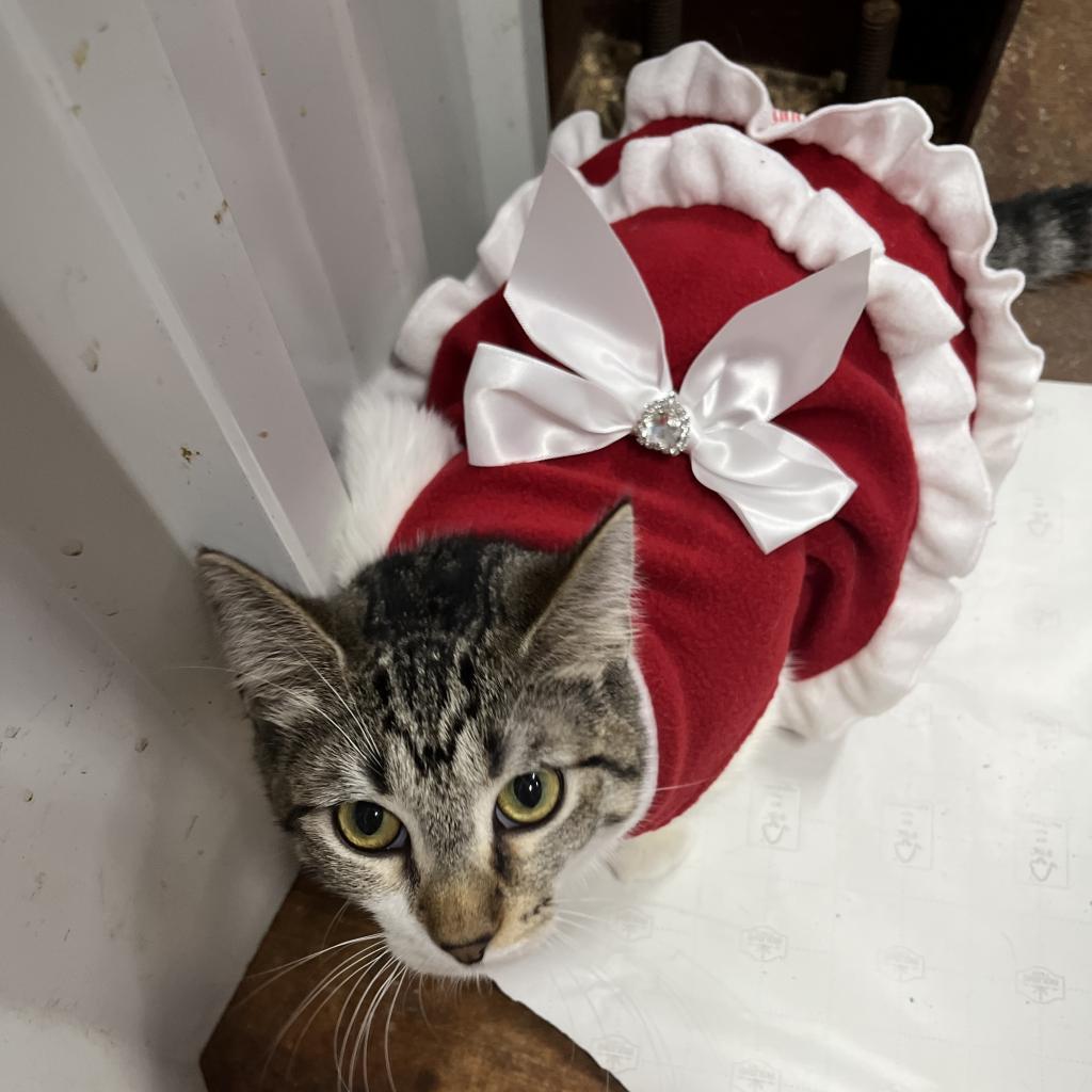 Riley, a Adoptable Domestic Short Hair in Lucedale, MS image 2/6