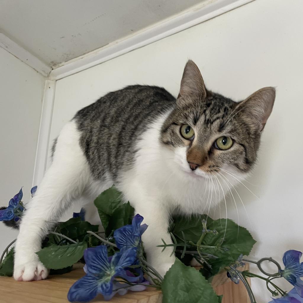 Riley, a Adoptable Domestic Short Hair in Lucedale, MS image 4/6