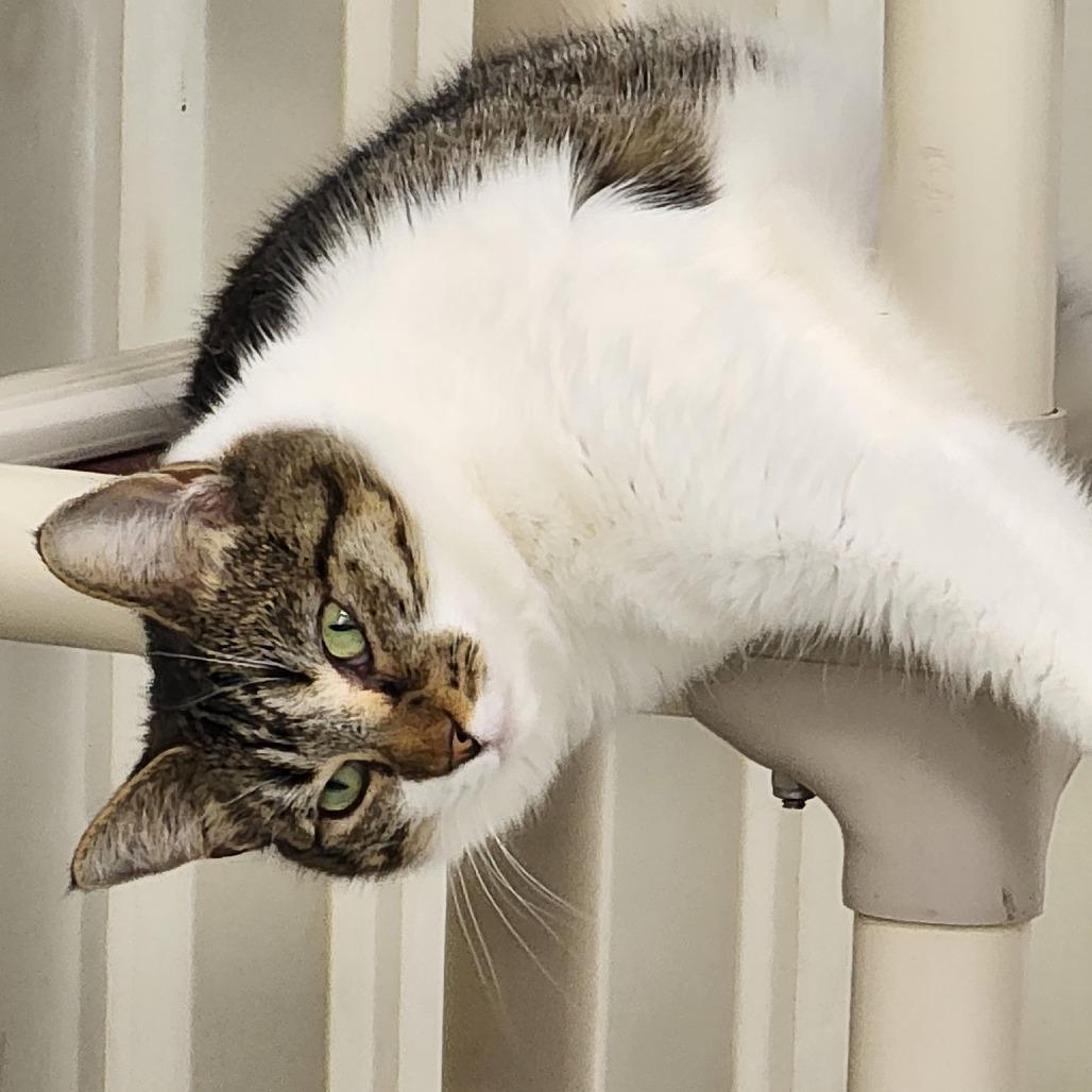 Riley, a Adoptable Domestic Short Hair in Lucedale, MS image 5/6