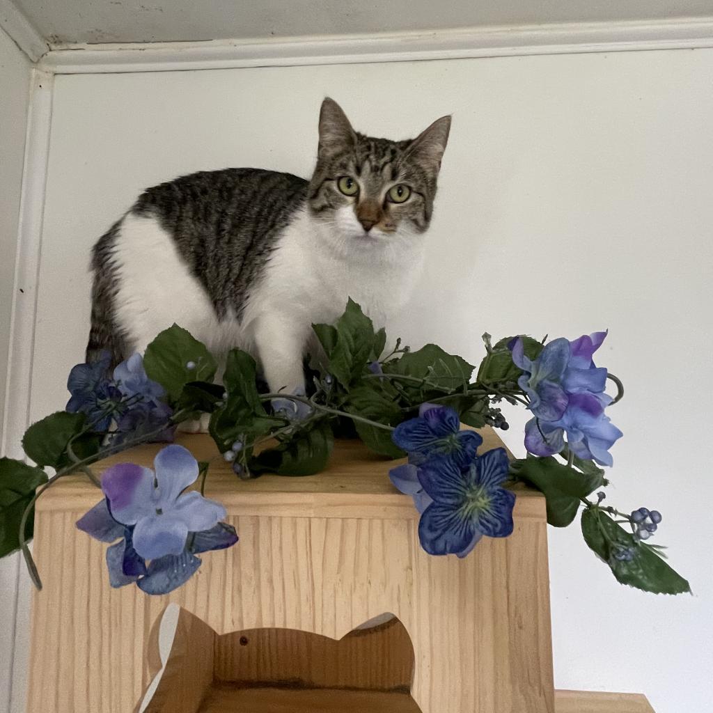 Riley, a Adoptable Domestic Short Hair in Lucedale, MS image 6/6