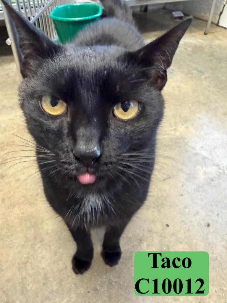 Taco, Adoptable, Adult Male Domestic Short Hair.