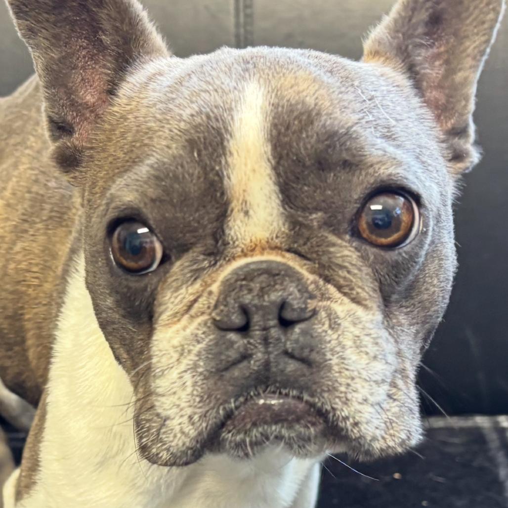 Enlarge Nova, a Adoptable French Bulldog in Othello, WA image 1/1