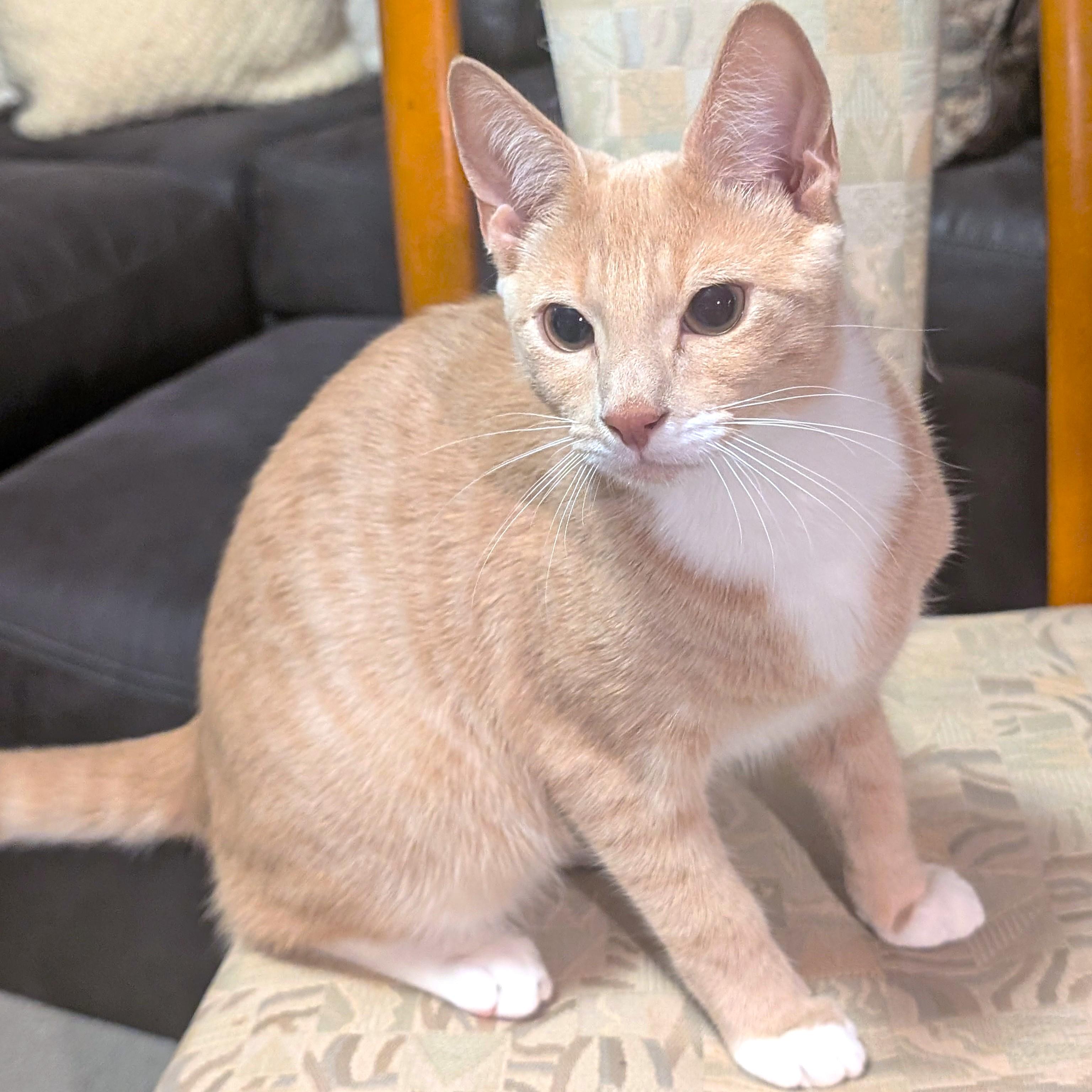 Cuddly Chips! thumbnail 3