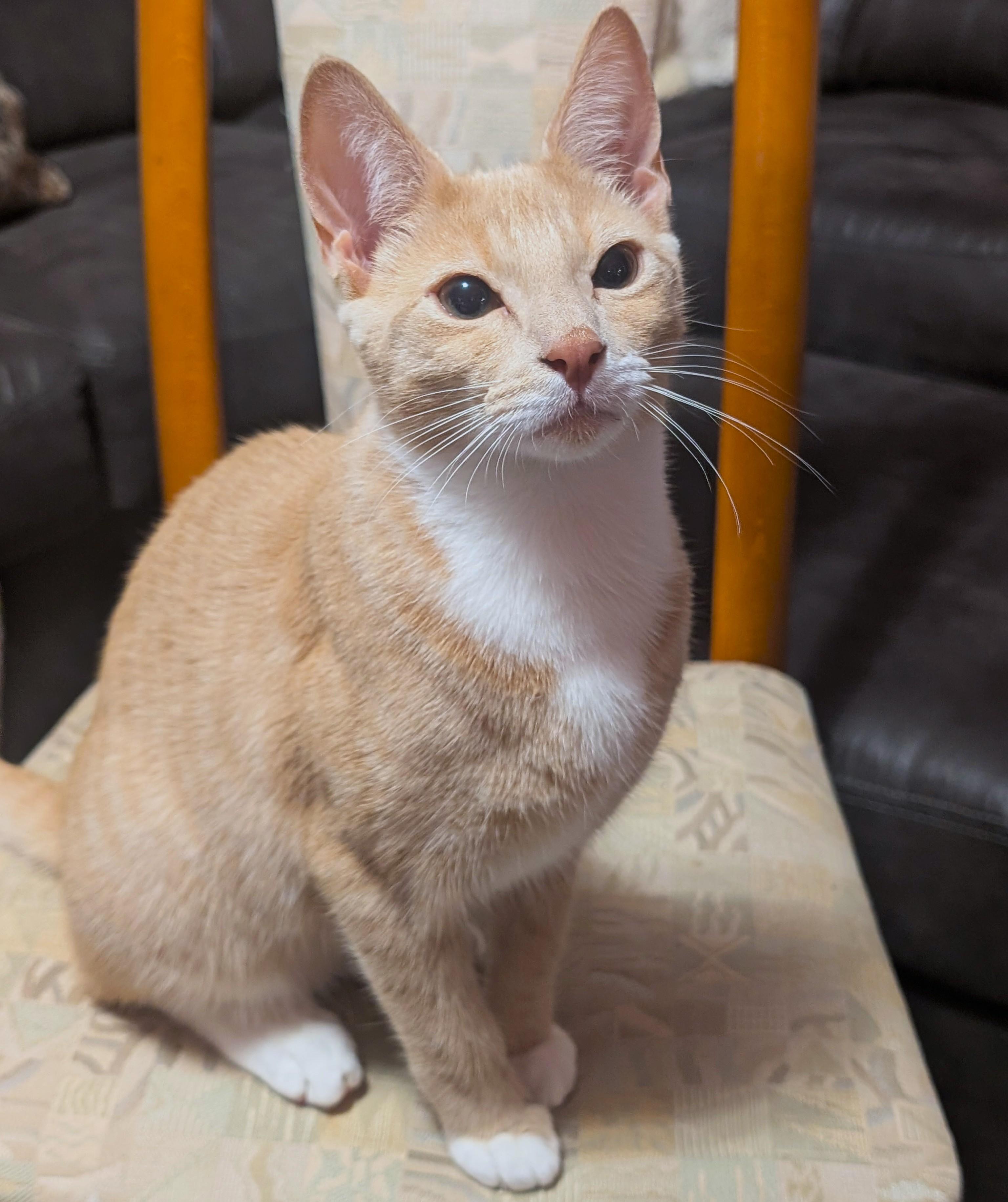 Cuddly Chips! thumbnail 2