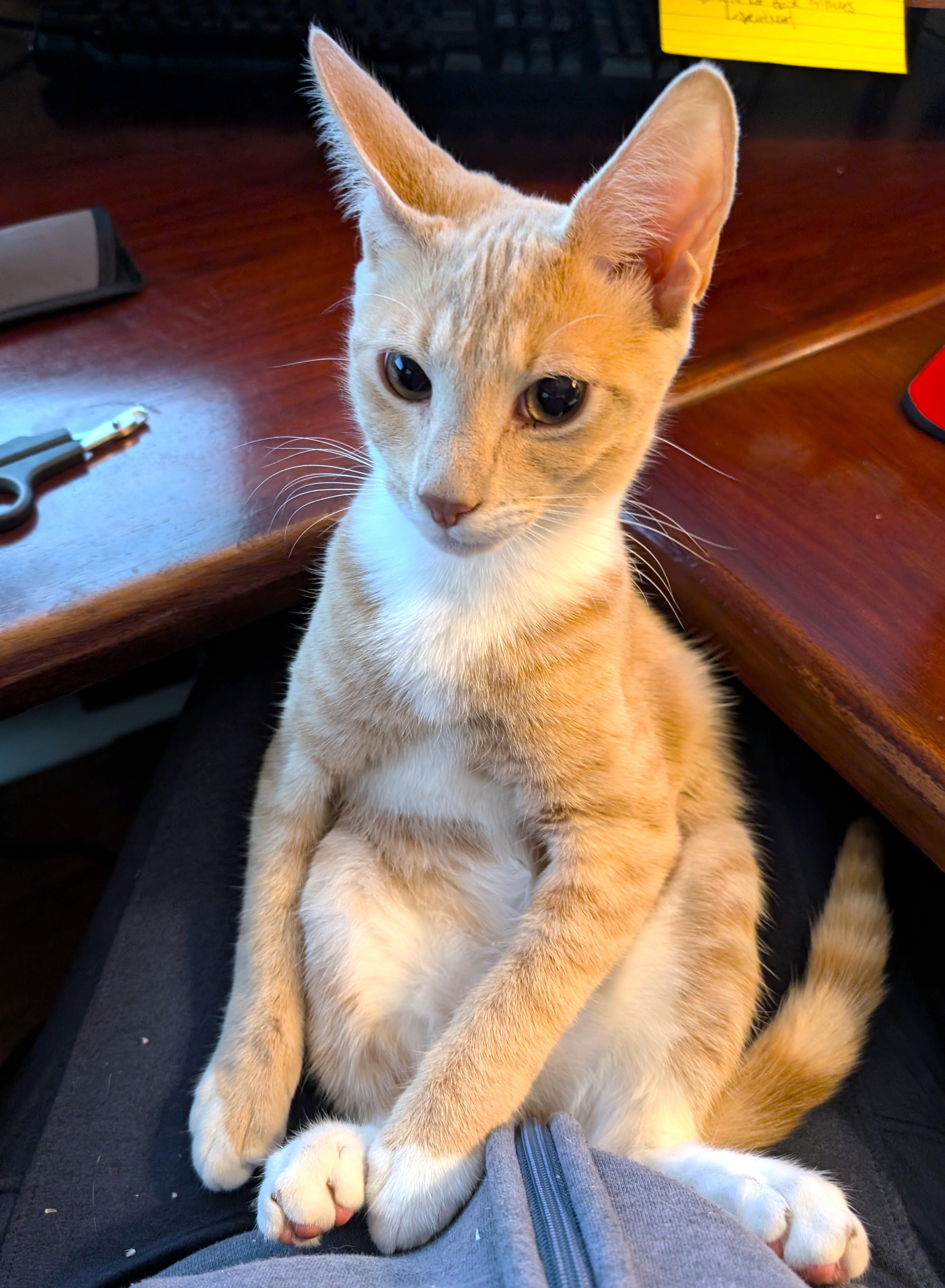 Cuddly Chips! thumbnail 5