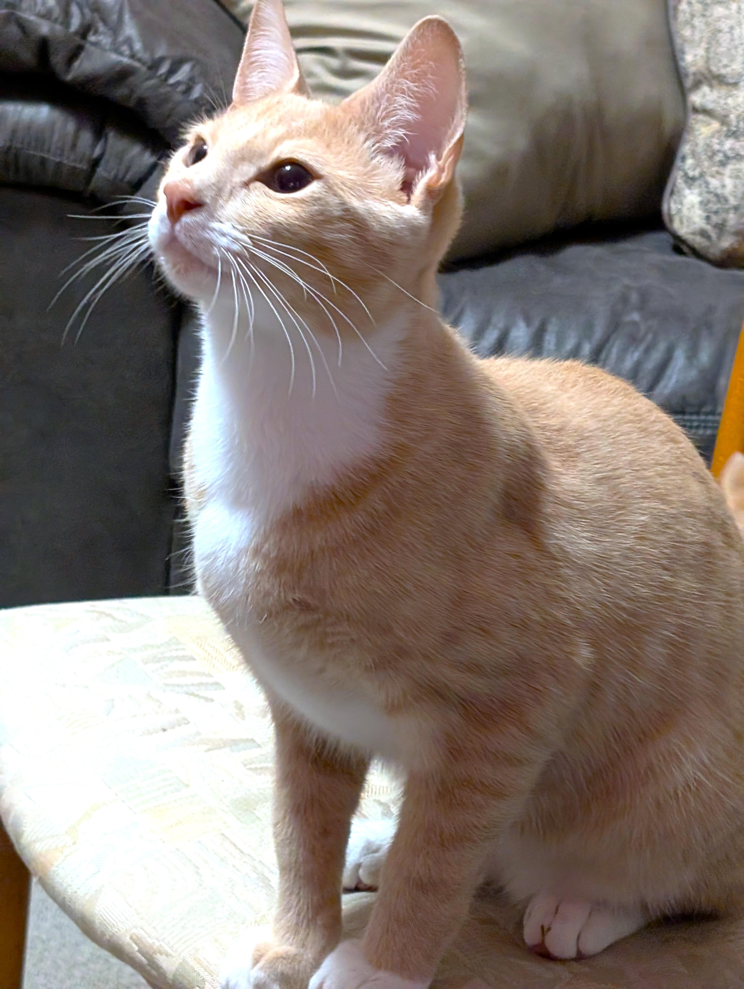 Cuddly Chips! thumbnail 4