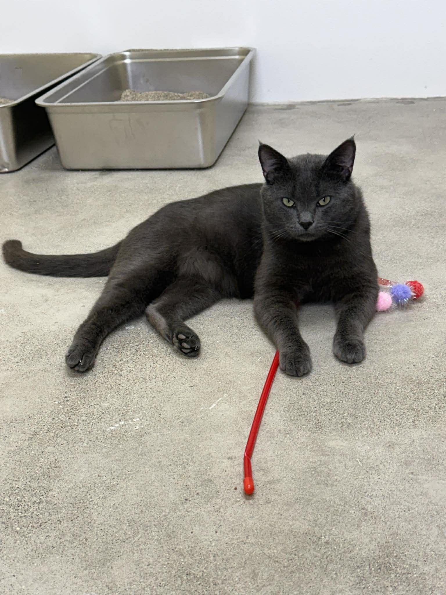 Enlarge Smoked Gouda, a Adoptable Domestic Short Hair in Archbold , OH image 1/2