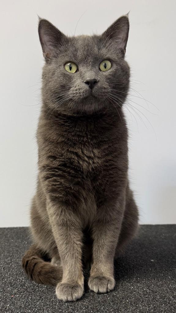 Enlarge Smoked Gouda, a Adoptable Domestic Short Hair in Archbold , OH image 2/2