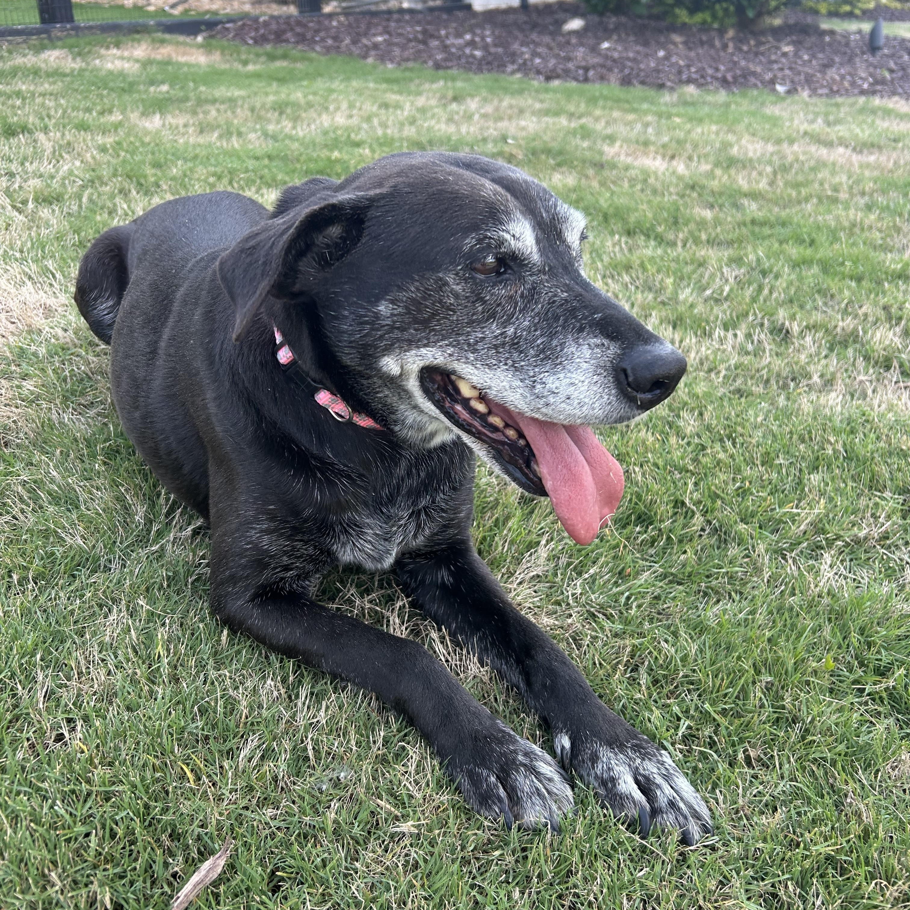 Enlarge Stella Mae, a ADOPTABLE mixed breed in Rock Hill, SC image 3/5