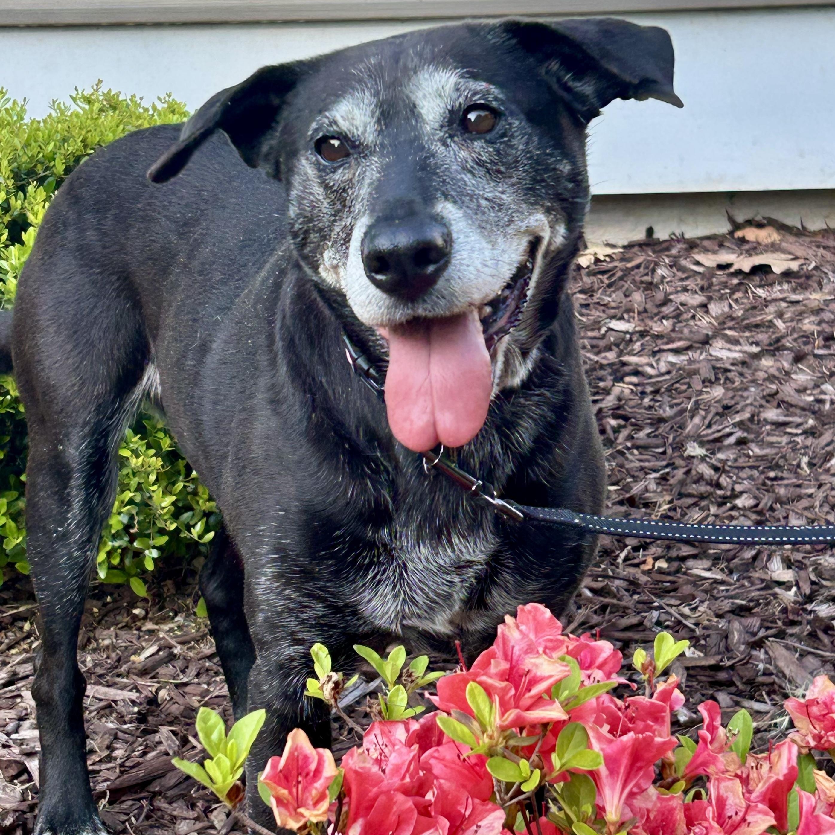 Enlarge Stella Mae, a ADOPTABLE mixed breed in Rock Hill, SC image 4/5