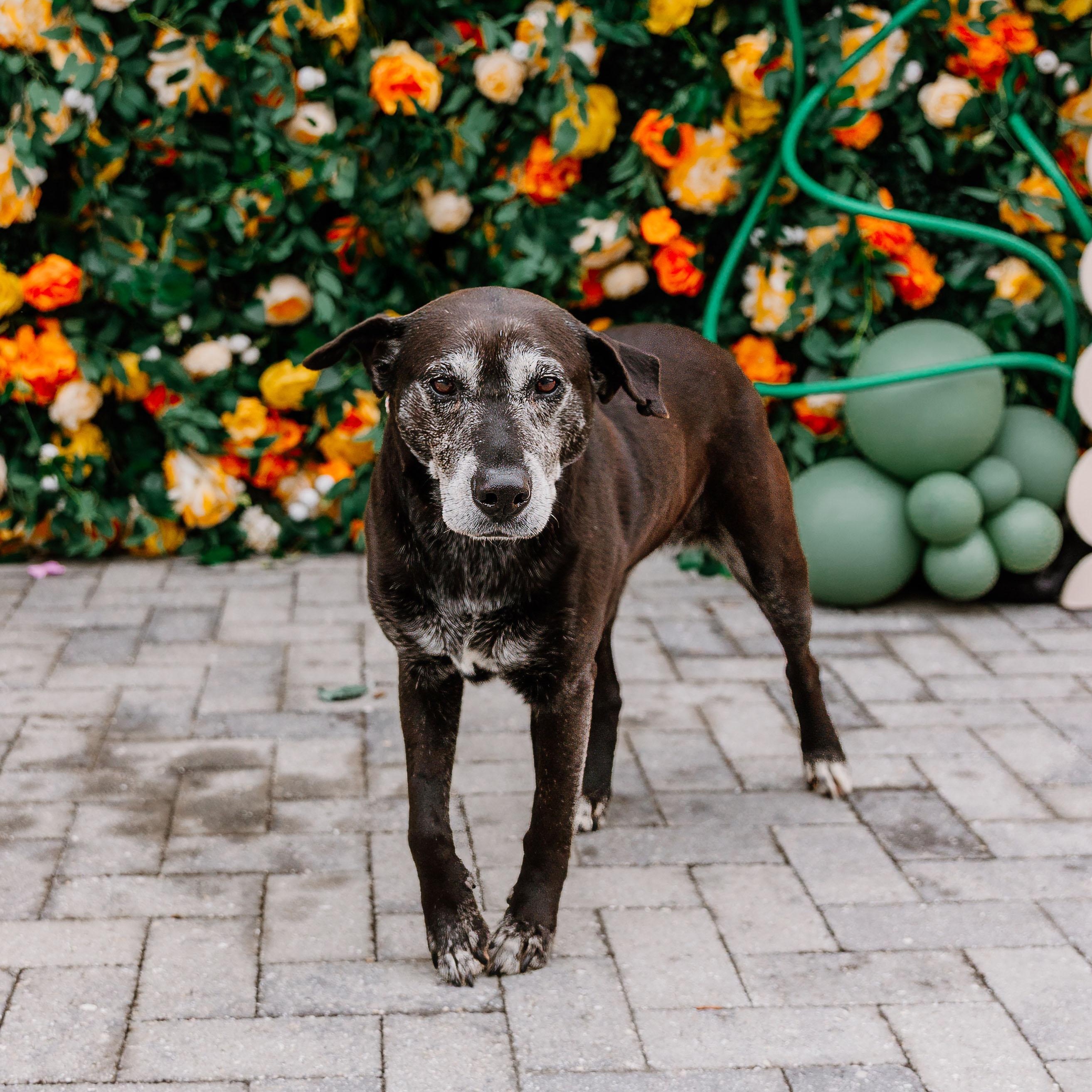 Stella Mae, a ADOPTABLE mixed breed in Rock Hill, SC image 6/6