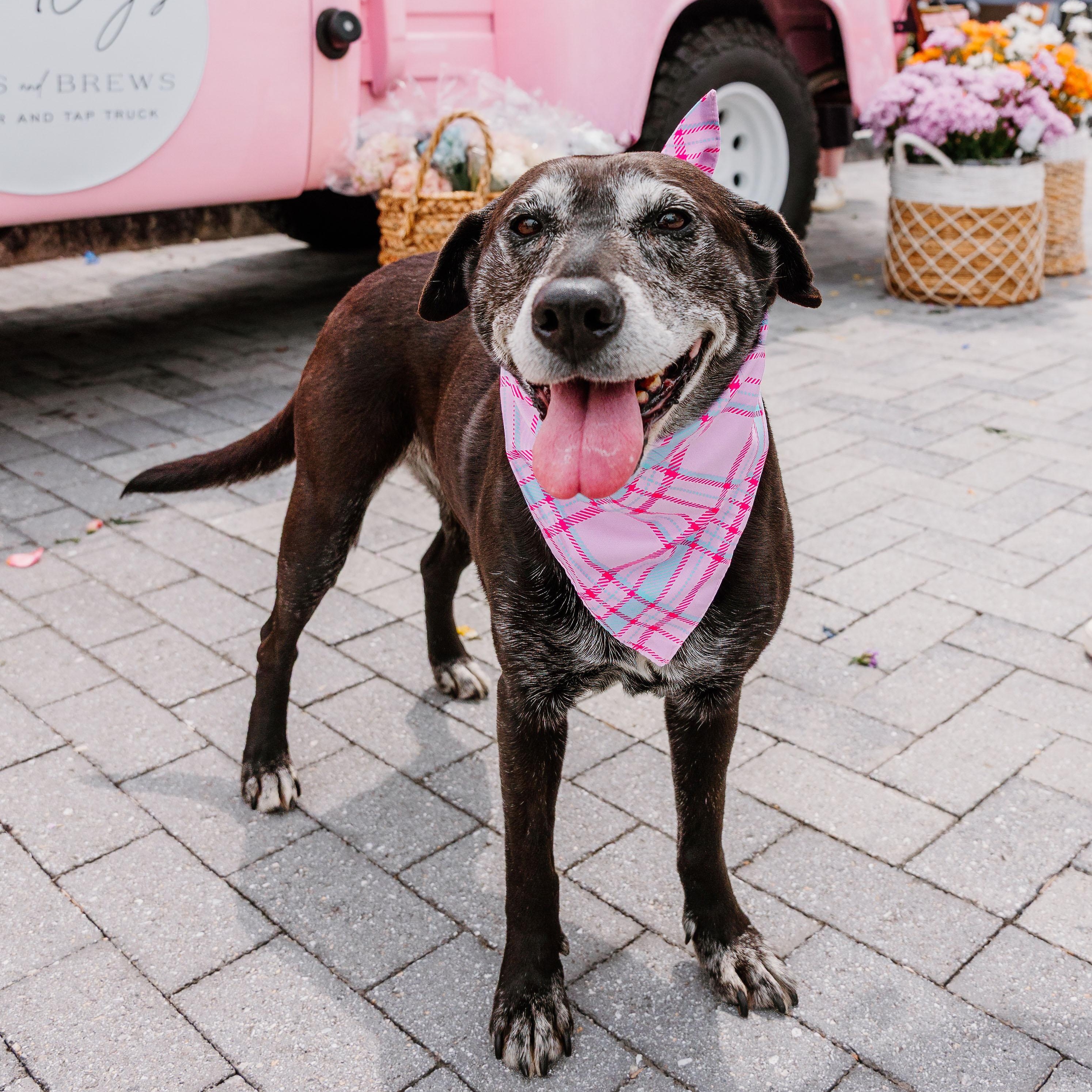 Stella Mae, ADOPTABLE, Senior Female Labrador Retriever & Mixed Breed.