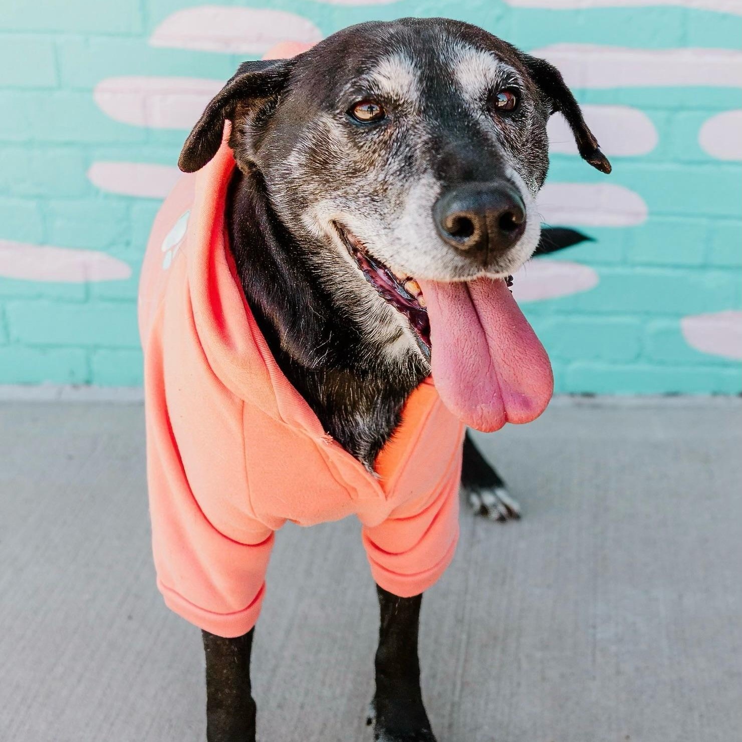 Enlarge Stella Mae, a ADOPTABLE mixed breed in Rock Hill, SC image 2/5