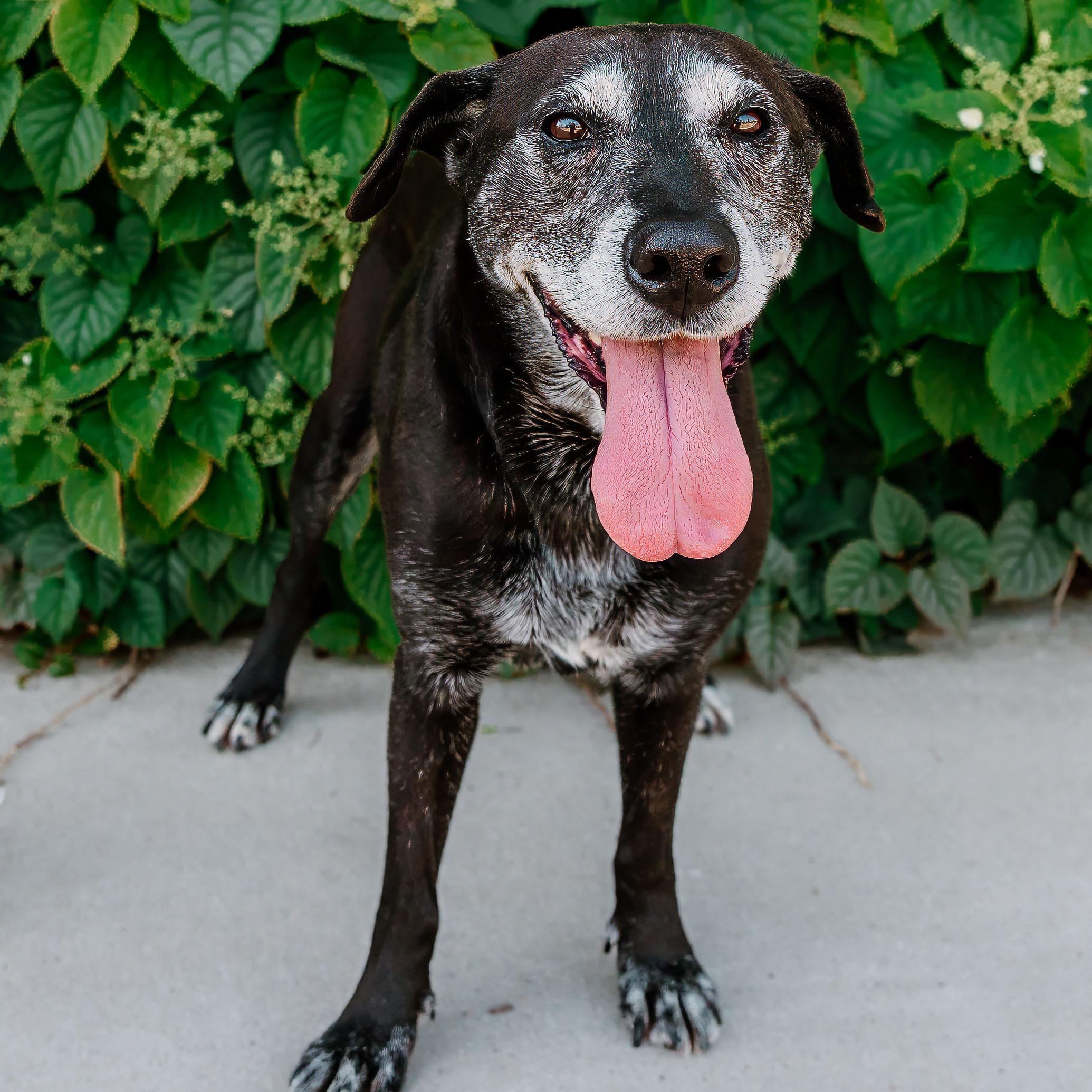 Enlarge Stella Mae, a ADOPTABLE mixed breed in Rock Hill, SC image 1/5