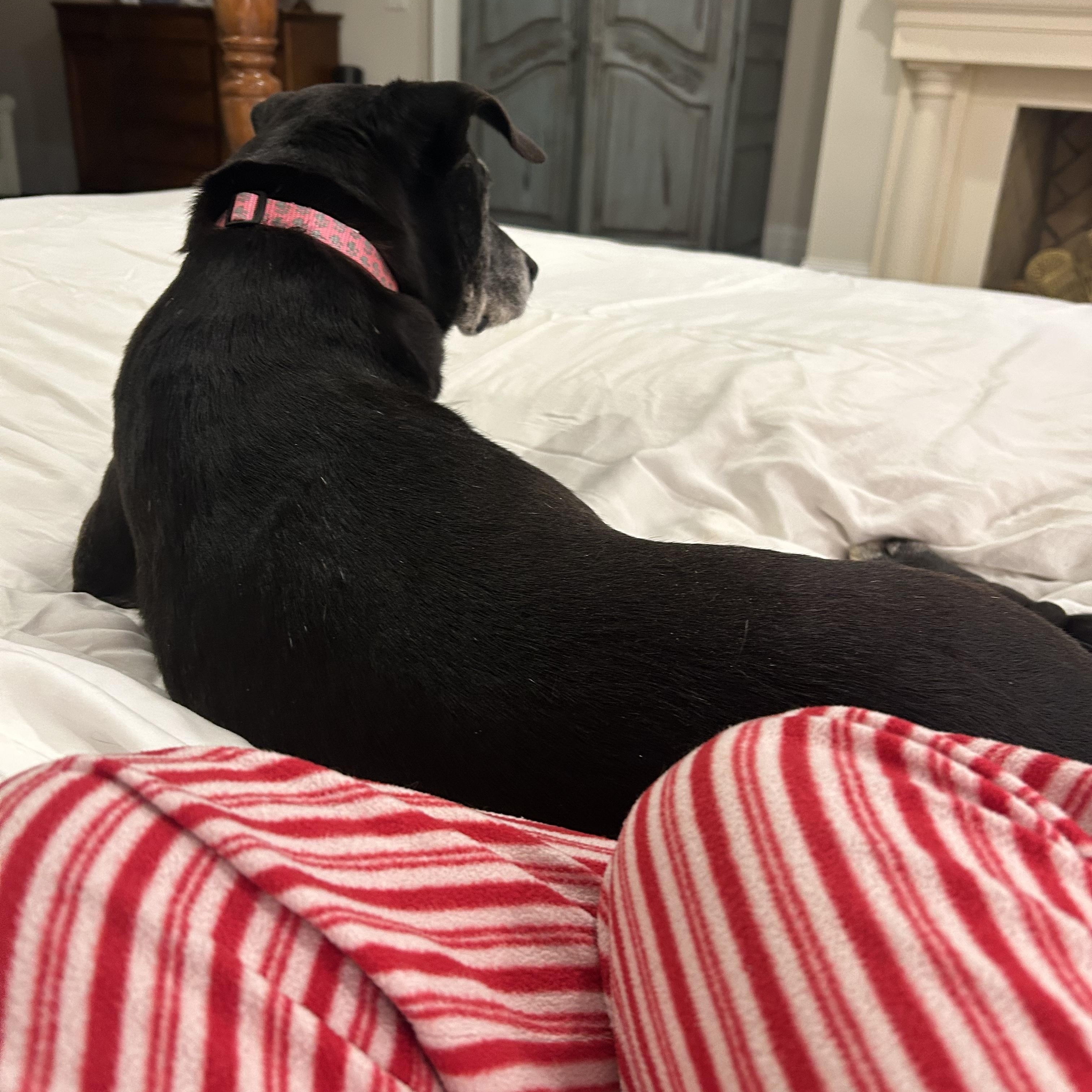 Enlarge Stella Mae, a ADOPTABLE mixed breed in Rock Hill, SC image 5/5