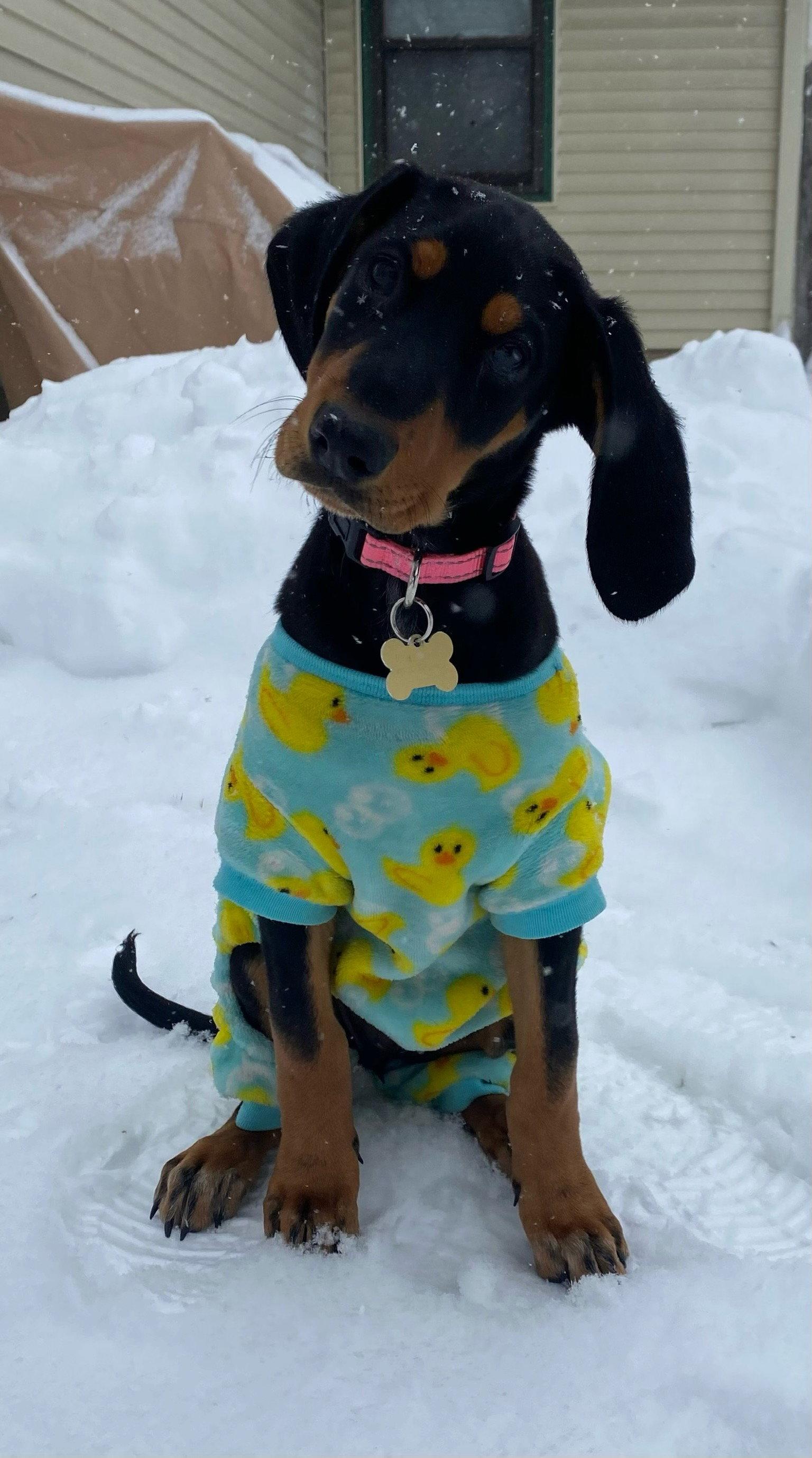 Enlarge Skye, a Adopted mixed breed in Minneapolis, MN image 1/3