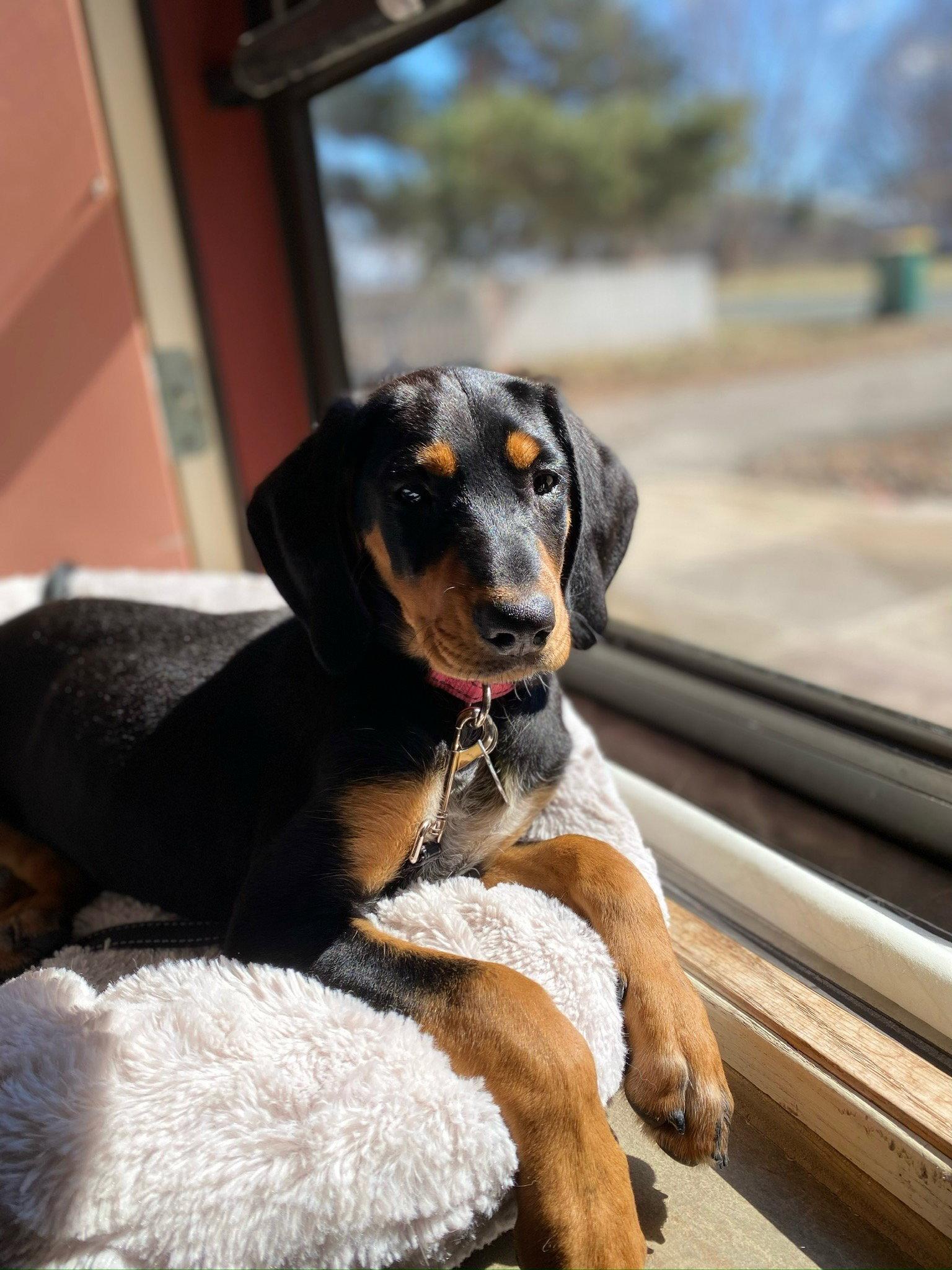 Enlarge Skye, a Adopted mixed breed in Minneapolis, MN image 2/3