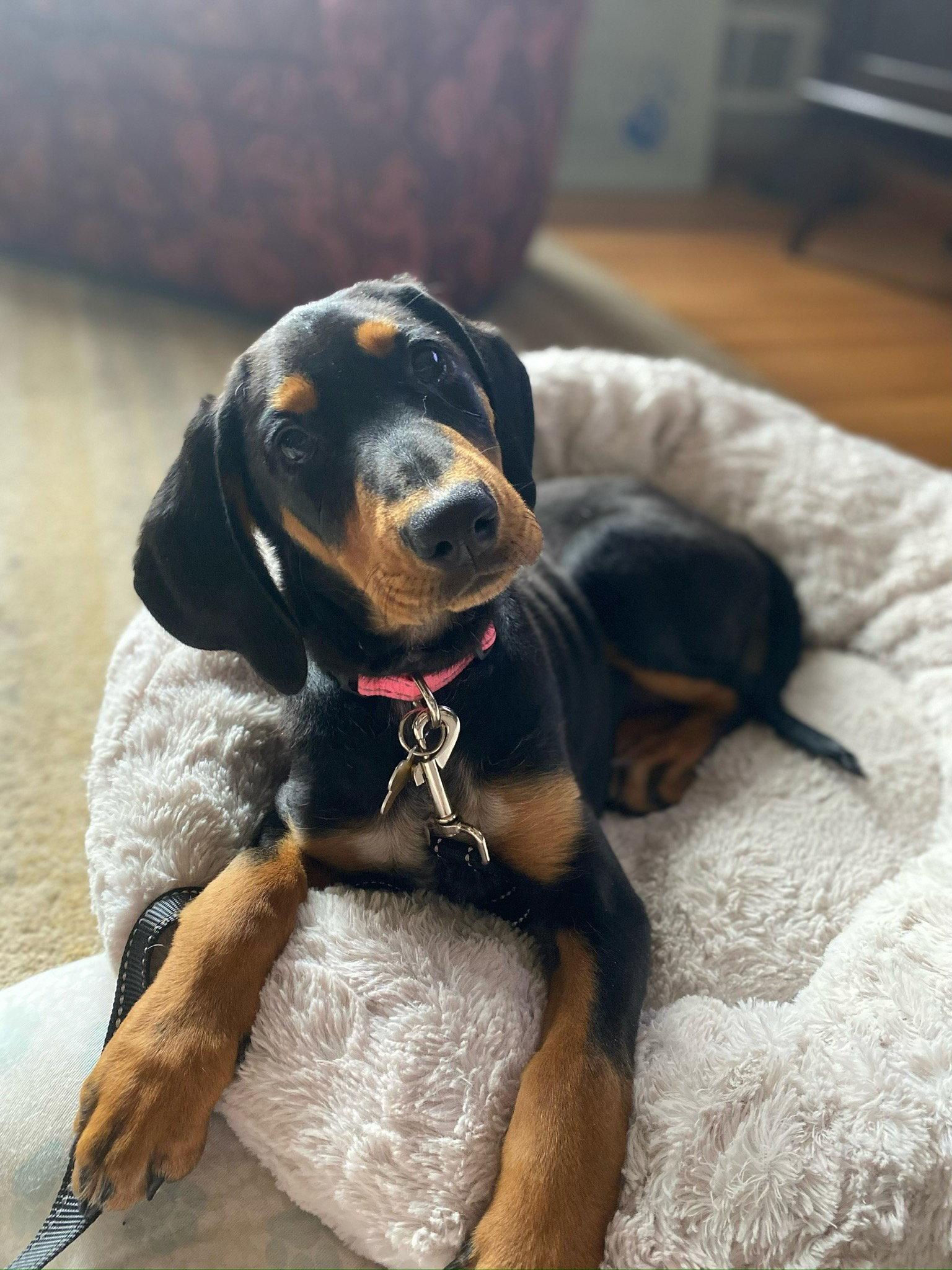 Enlarge Skye, a Adopted mixed breed in Minneapolis, MN image 3/3