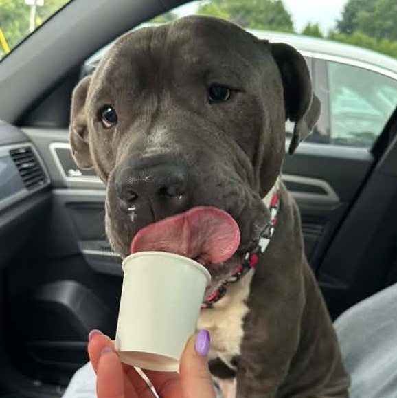 Enlarge Cecil, an adoptable mixed breed in Racine, WI image 2/4