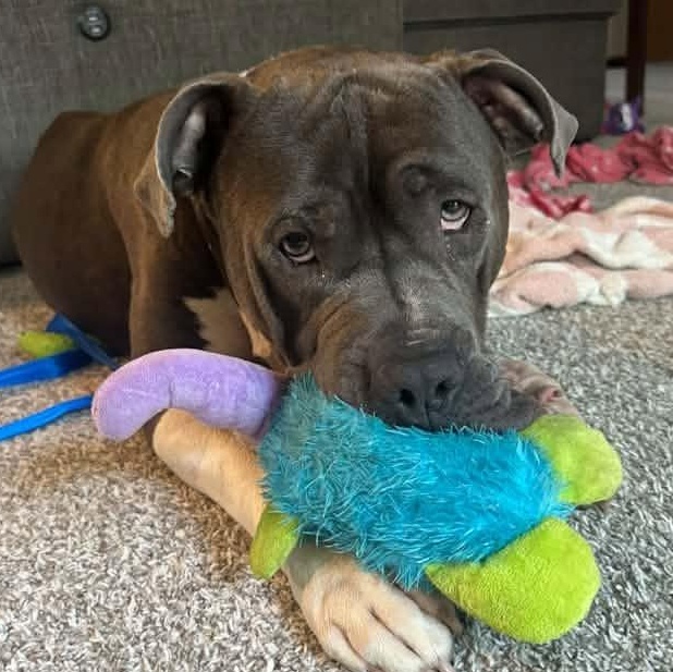 Enlarge Cecil, an adoptable mixed breed in Racine, WI image 1/4