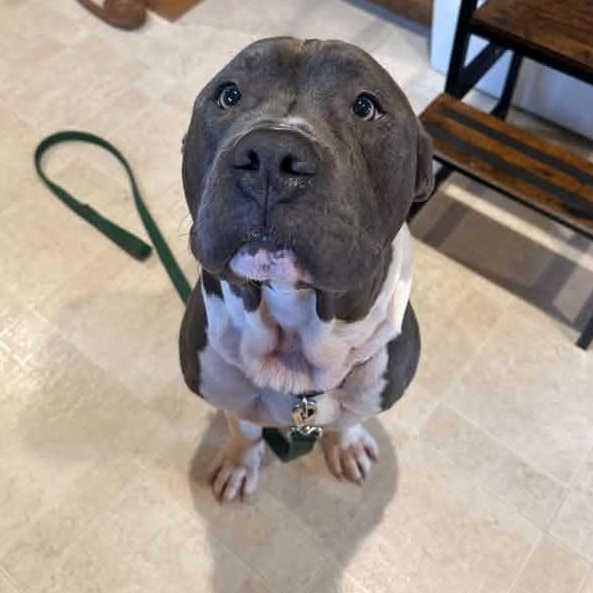 Enlarge Cecil, an adoptable mixed breed in Racine, WI image 3/4