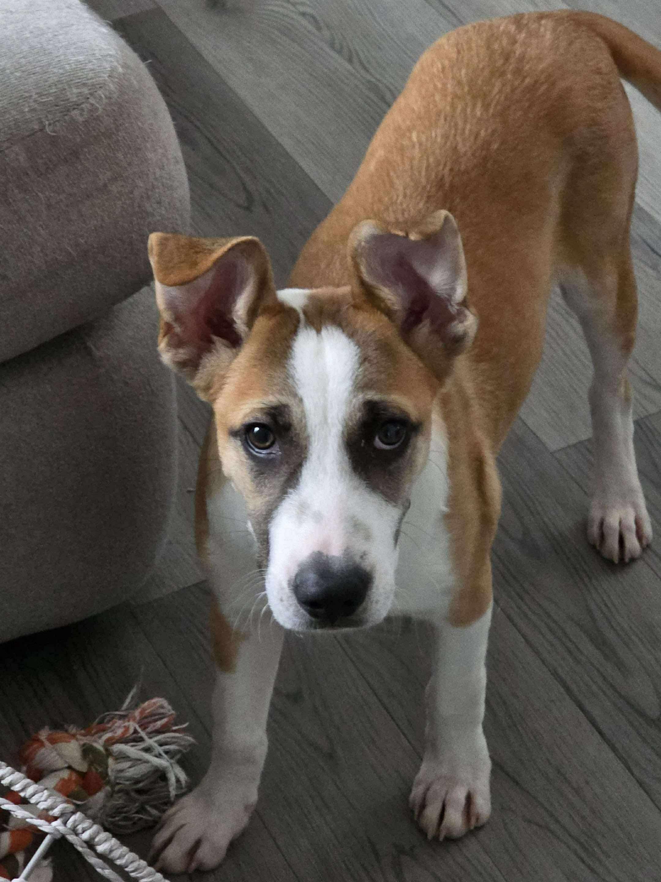 Enlarge Jacob, a Adoptable mixed breed in Portland, ME image 5/6