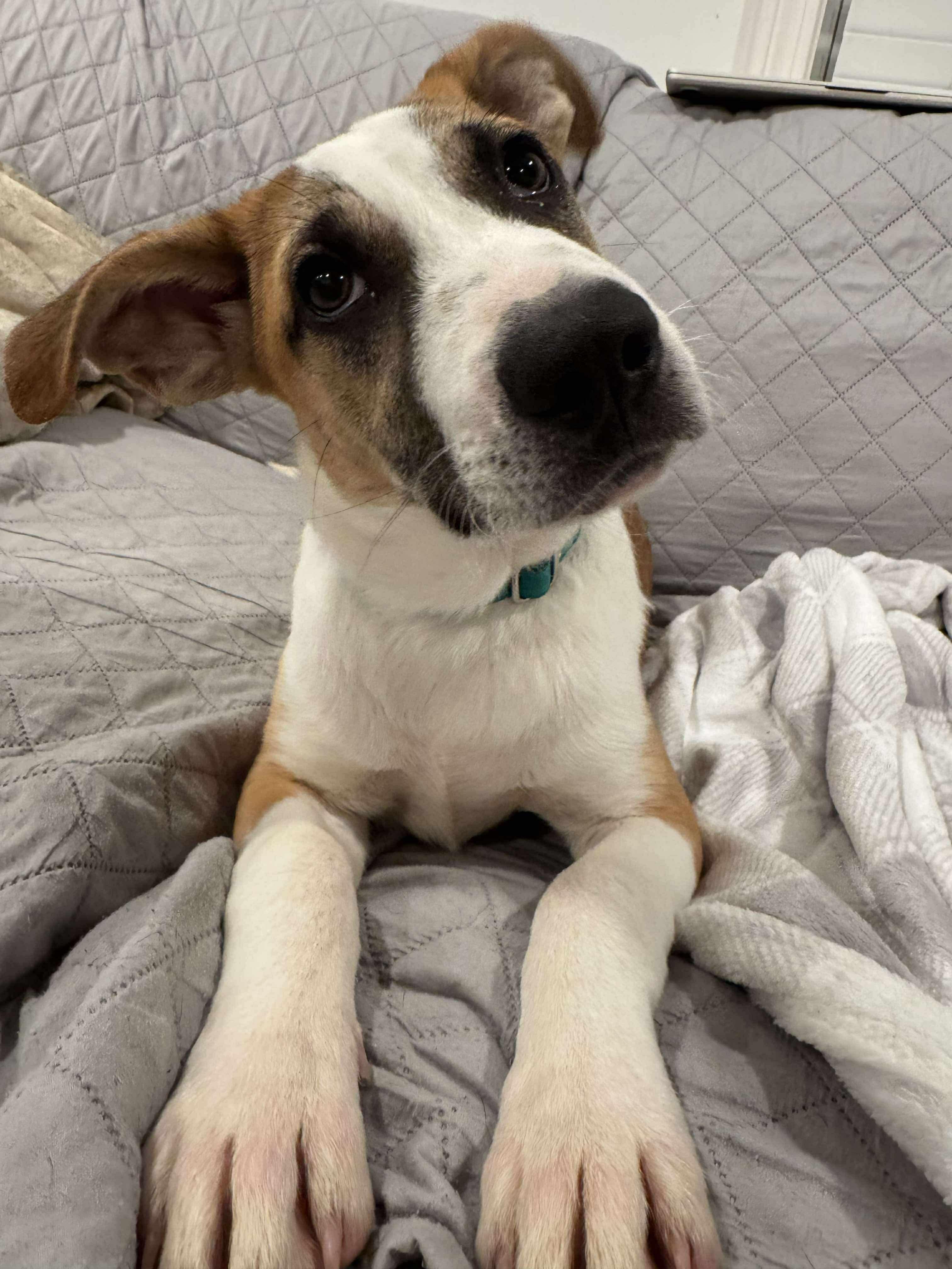 Enlarge Jacob, a Adoptable mixed breed in Portland, ME image 1/6