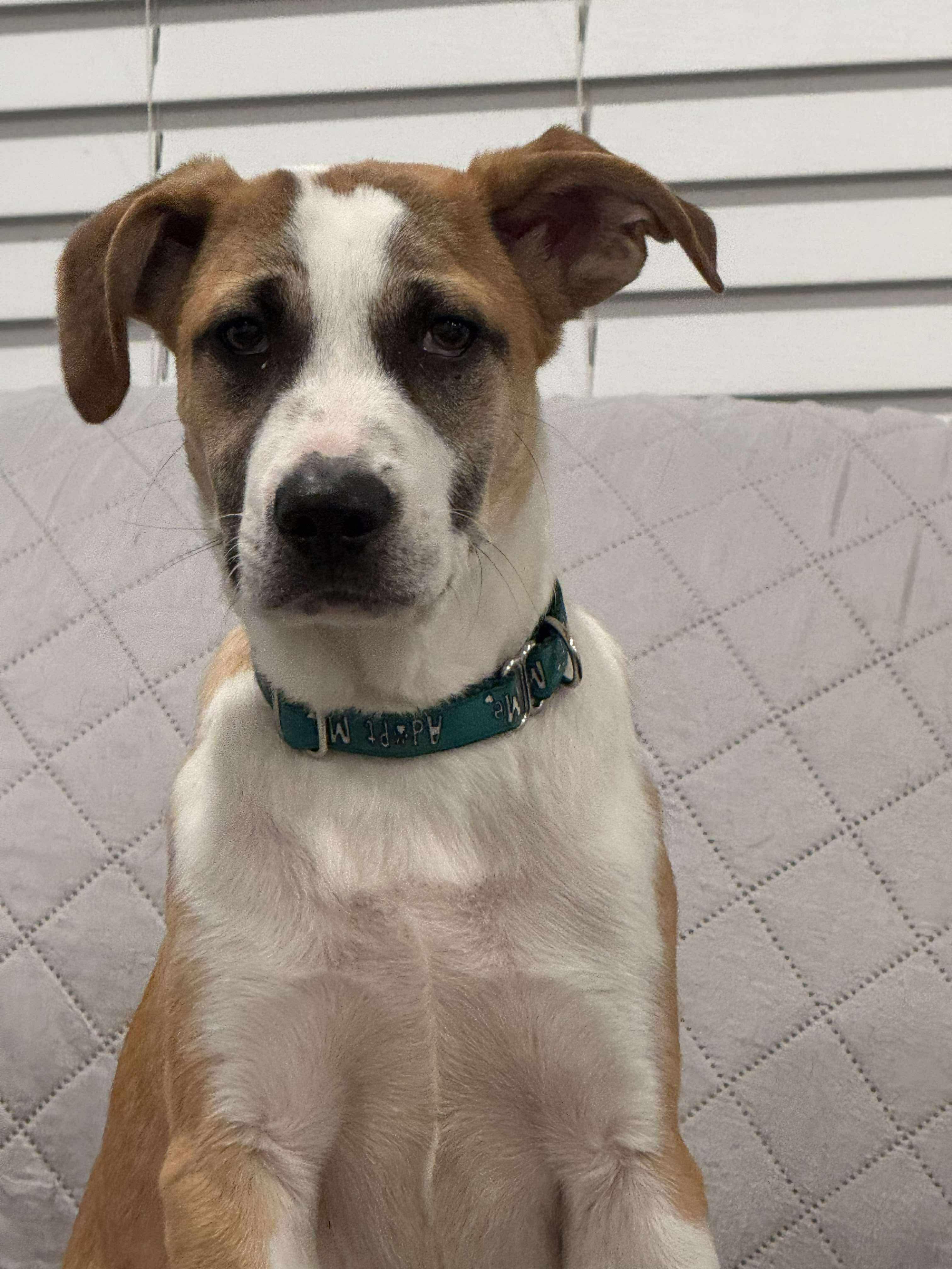 Enlarge Jacob, a Adoptable mixed breed in Portland, ME image 3/6