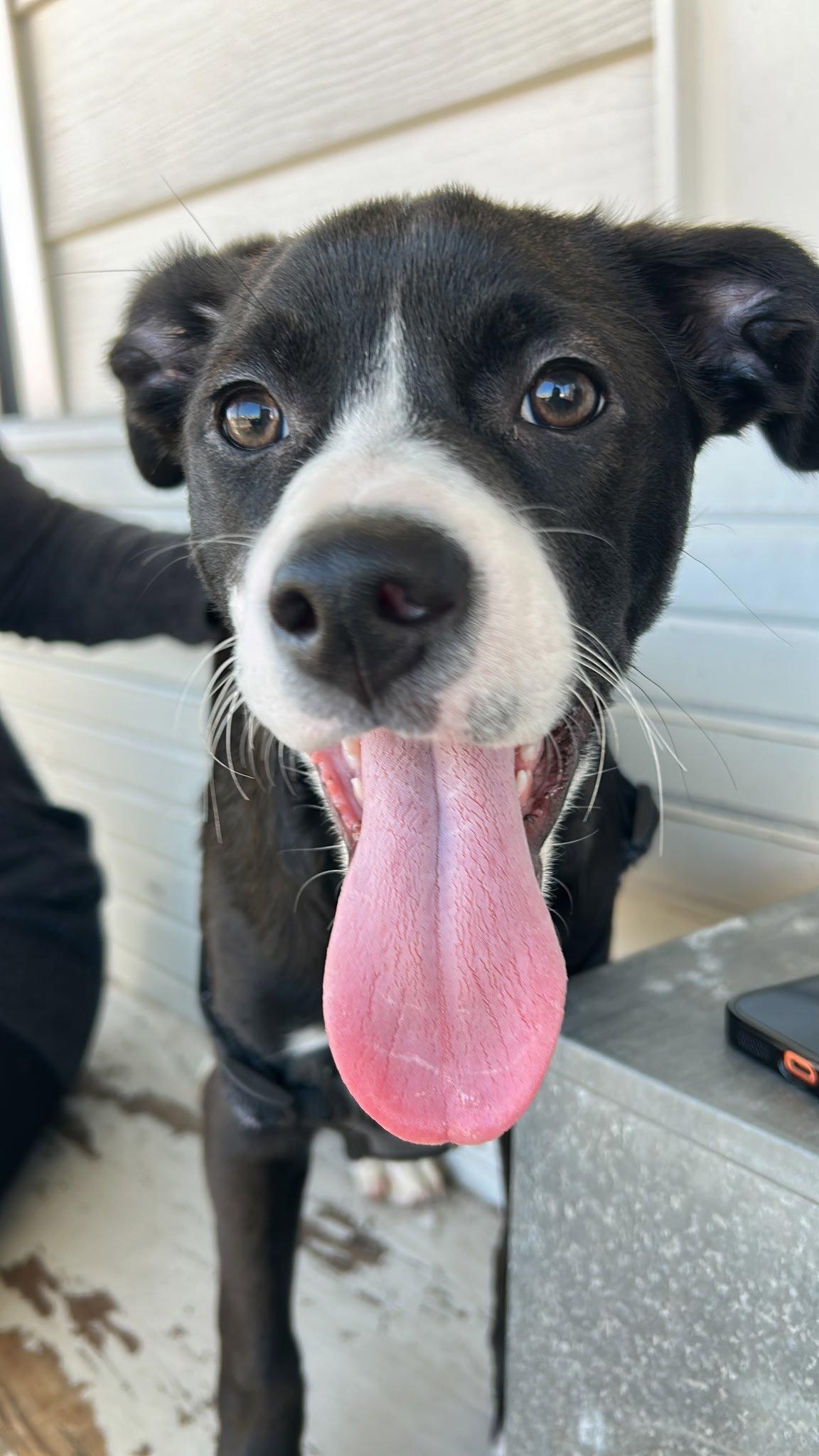 Enlarge Fraiser, a Adopted Mixed Breed in Tarrytown, GA image 3/3