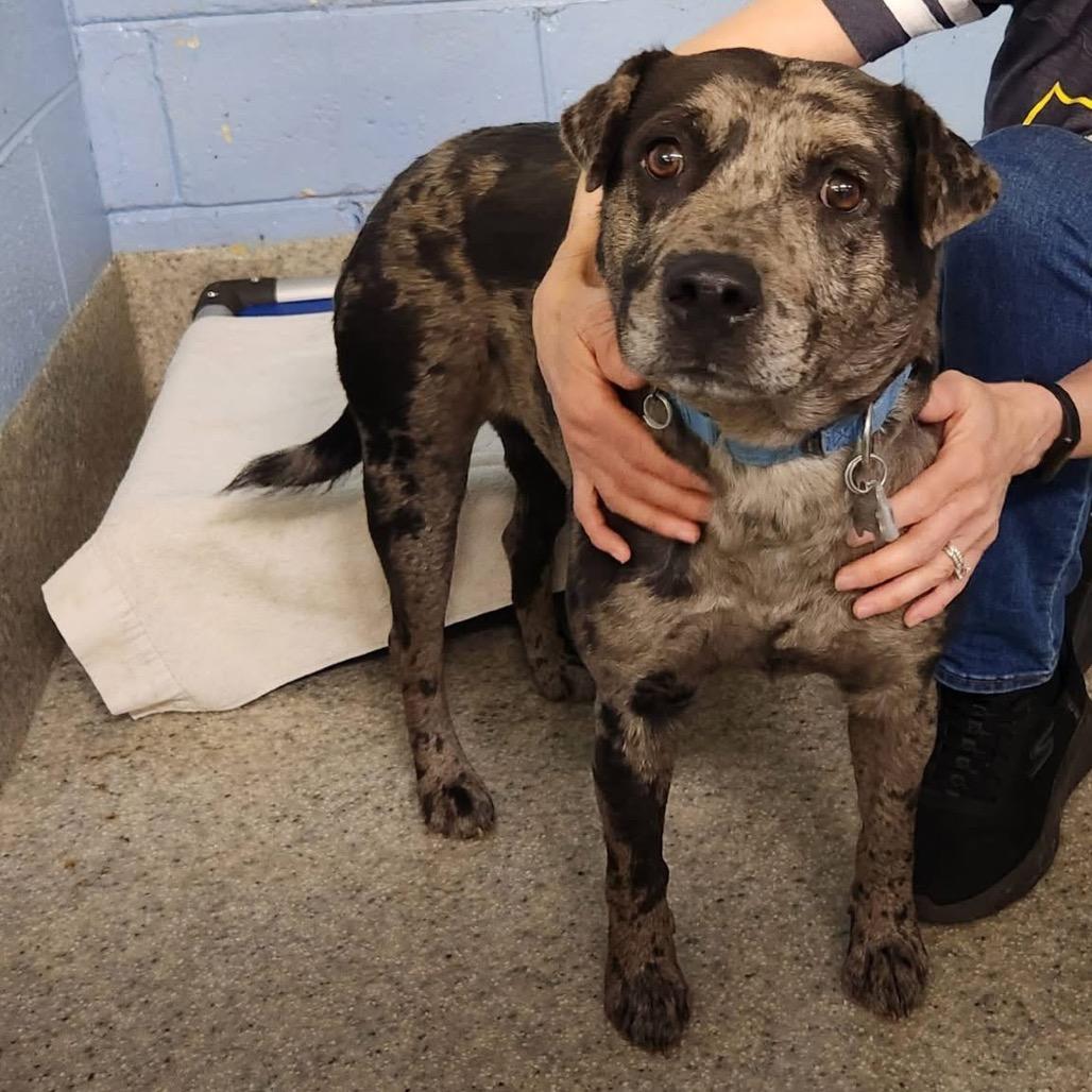 Cleo, Adoptable, Young Female Catahoula Leopard Dog & Mixed Breed.