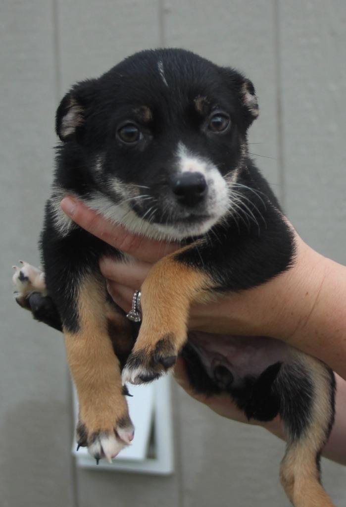 Sauvignon, Adoptable, Puppy Female Australian Shepherd & Mixed Breed.