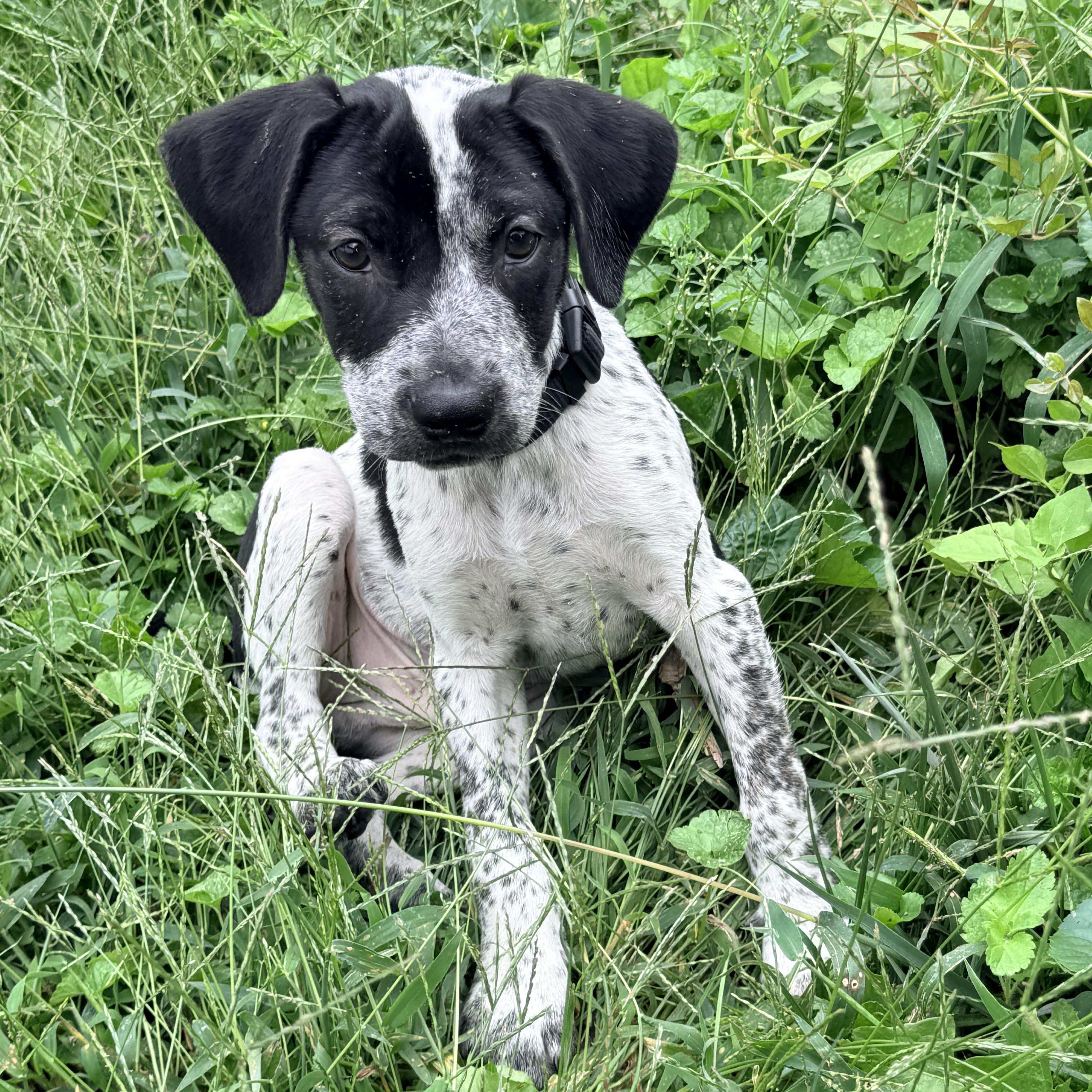 Enlarge Cecil, a Adoptable mixed breed in Columbia, MD image 3/4