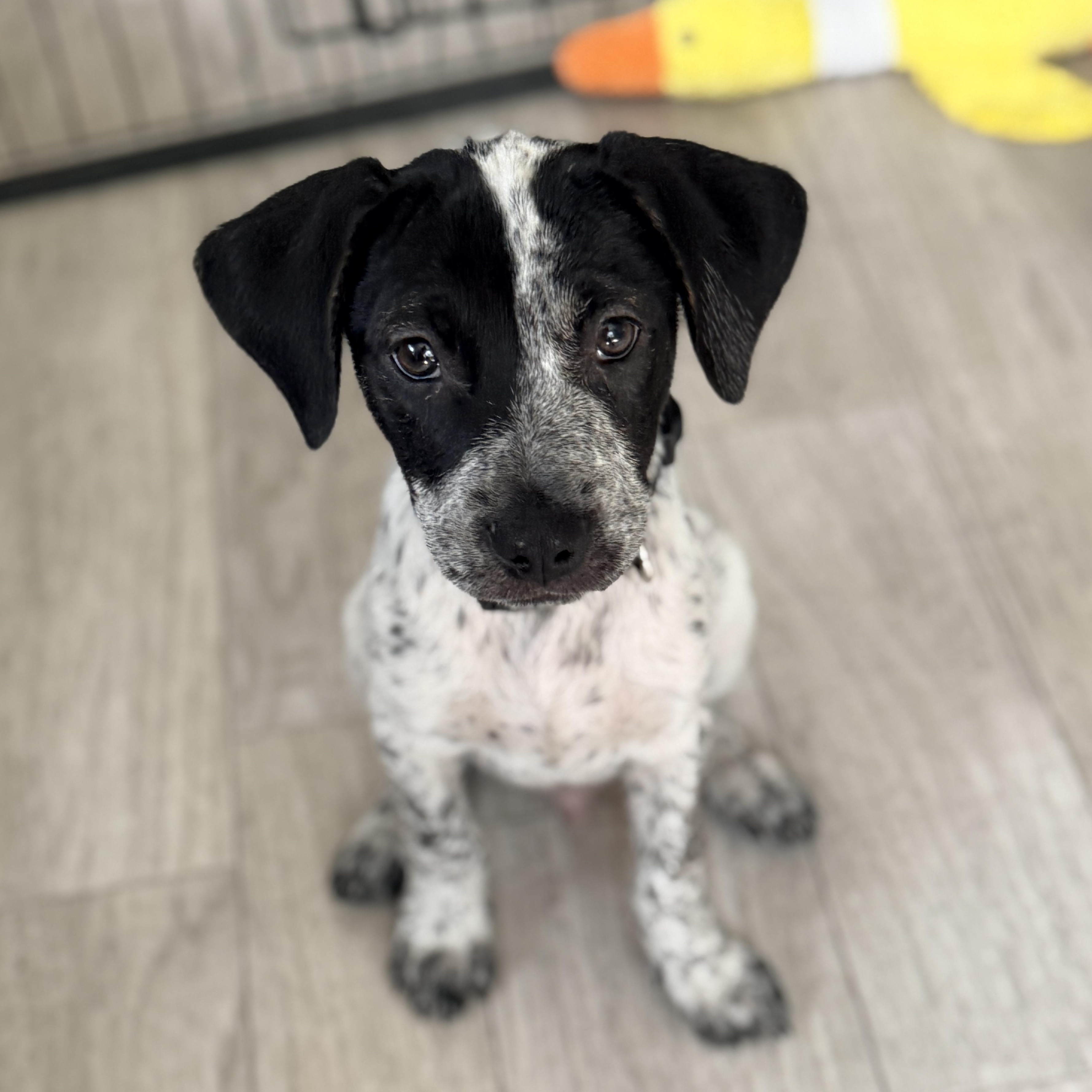 Enlarge Cecil, a Adoptable mixed breed in Columbia, MD image 2/4
