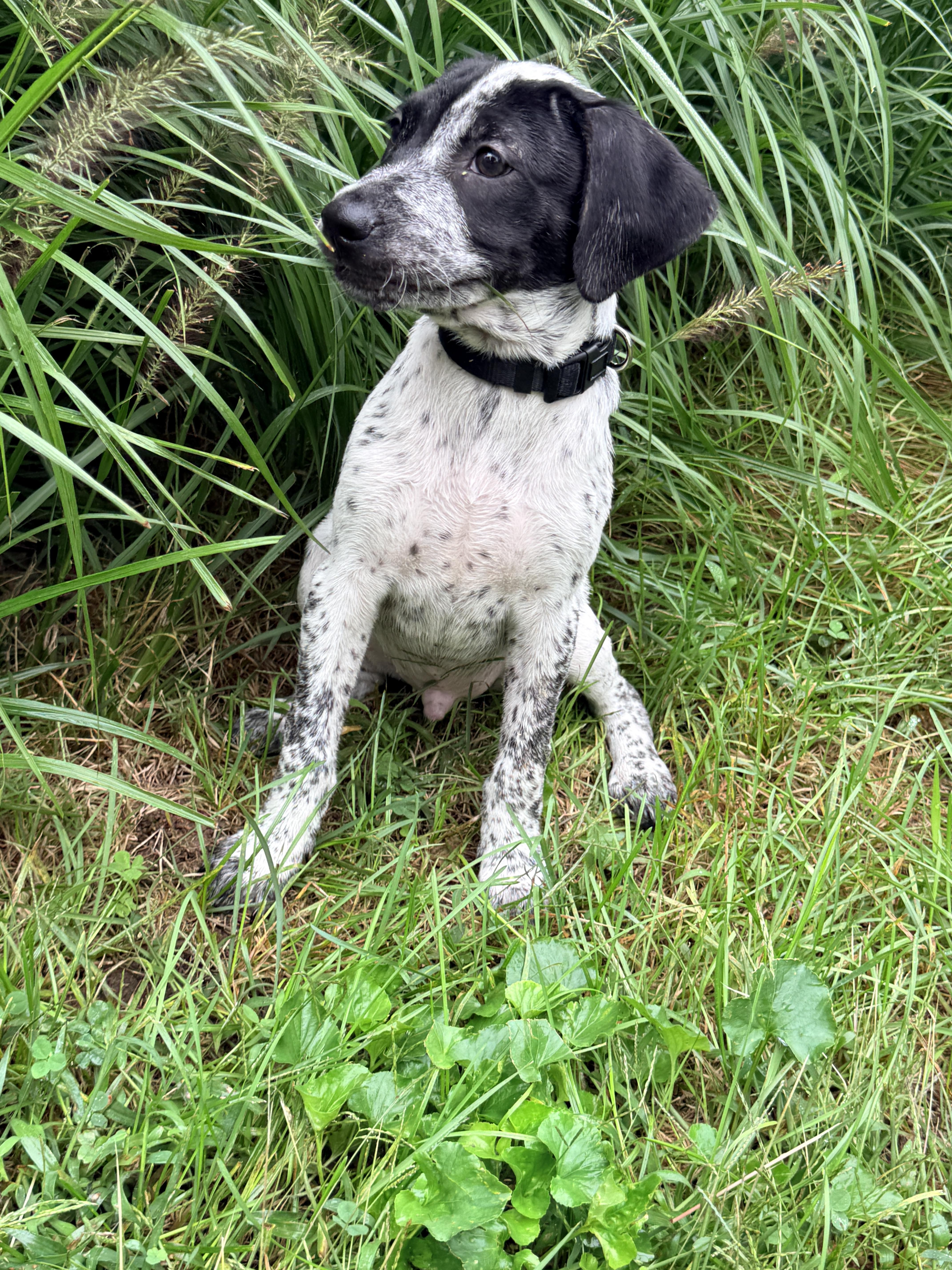 Enlarge Cecil, a Adoptable mixed breed in Columbia, MD image 4/4
