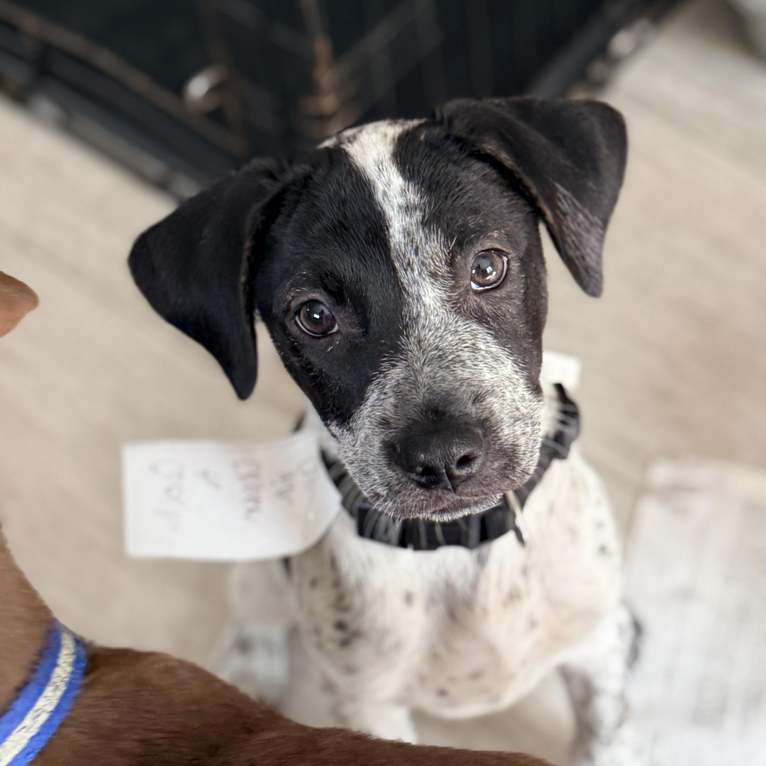 Cecil, Adoptable, Puppy Male Pointer.