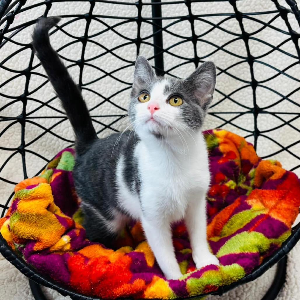 Peanut, a Adoptable Domestic Short Hair in Walnut Cove, NC image 1/2