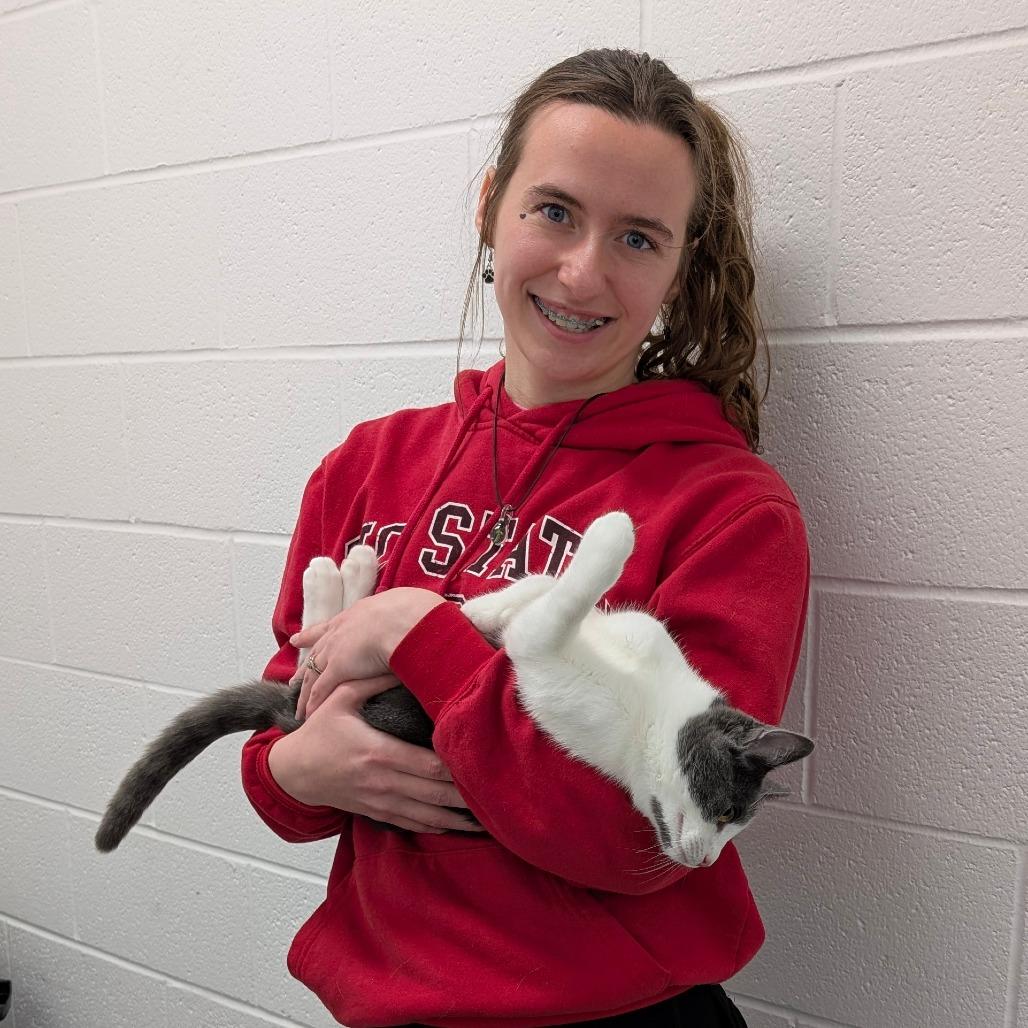 Peanut, a Adoptable Domestic Short Hair in Walnut Cove, NC image 2/2