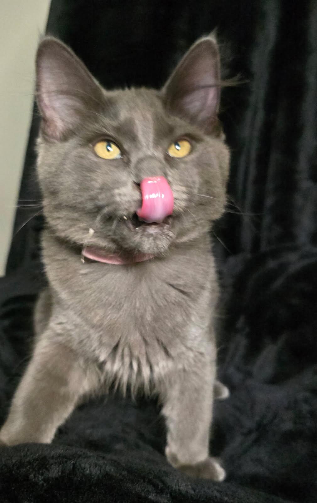 Dani, Adoptable, Young Female Domestic Long Hair.