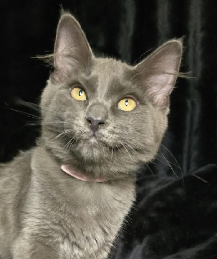 Enlarge Dani, a Adoptable Domestic Long Hair in Arlington, WA image 2/2
