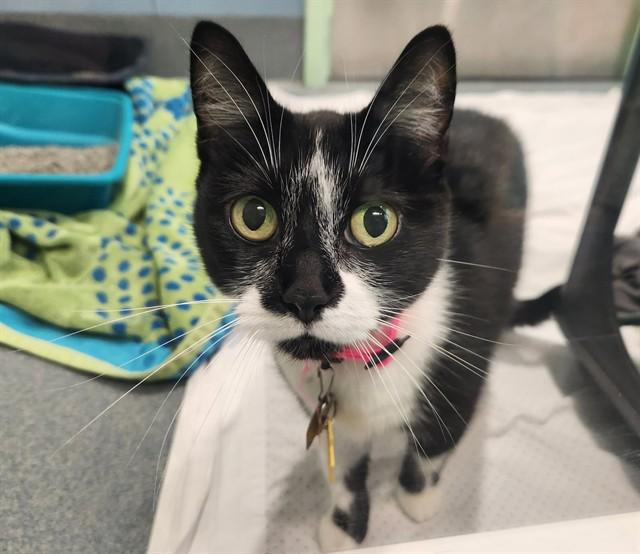 MISSY, Adoptable, Adult Female Domestic Short Hair.