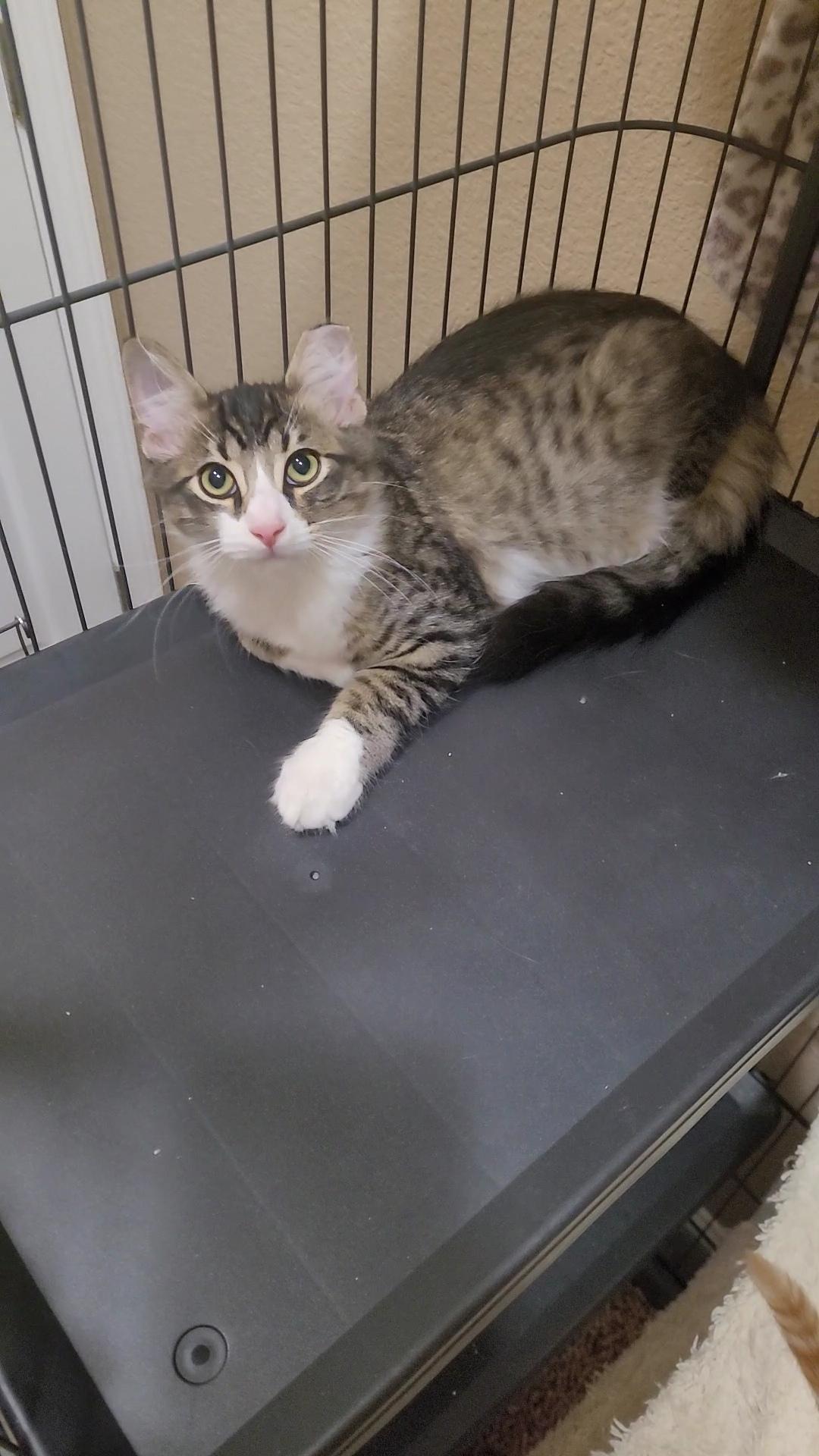 Enlarge DOBBY, a ADOPTABLE mixed breed in Escalon, CA image 5/6