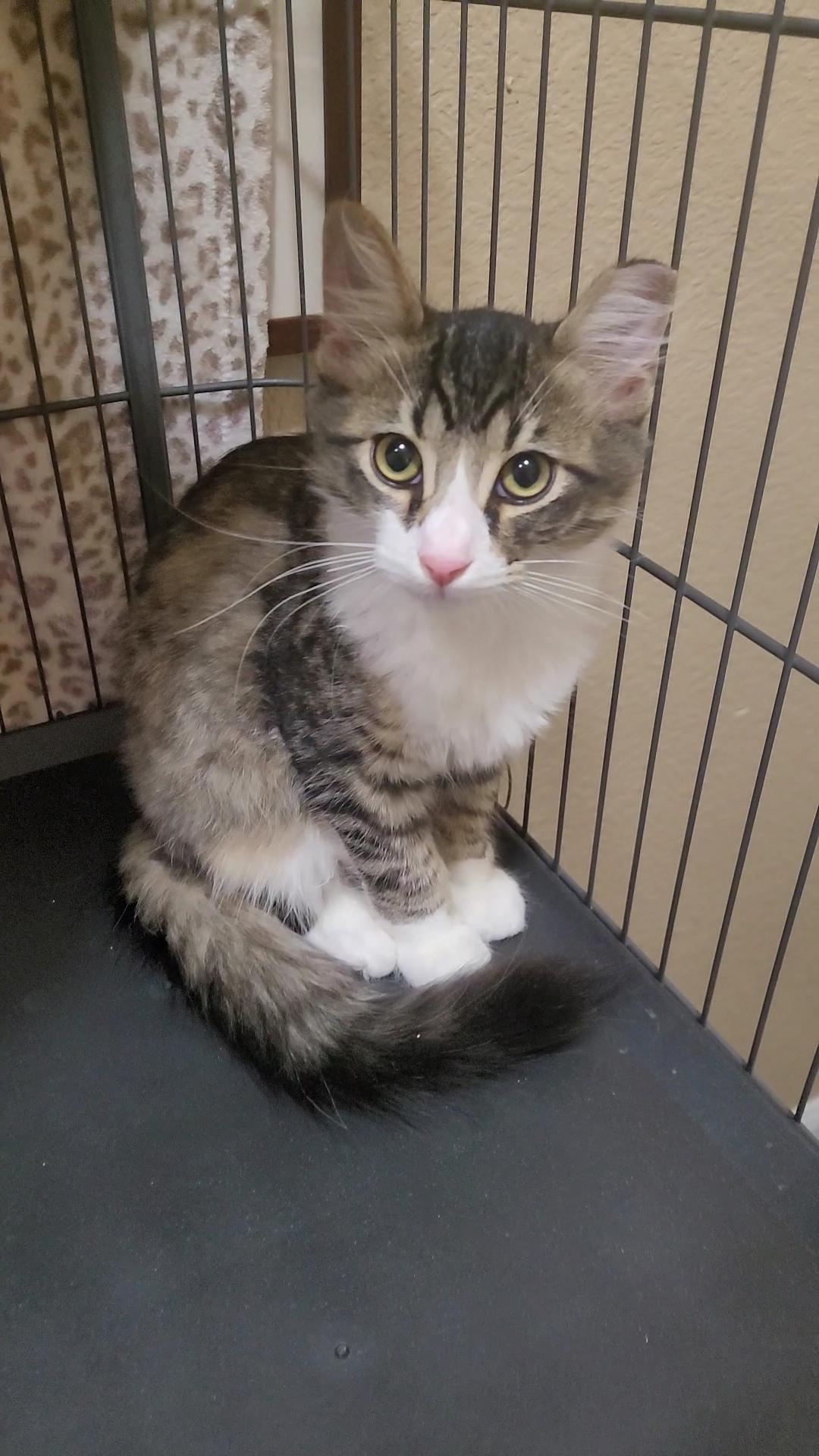 DOBBY, ADOPTABLE, Young Male Tabby & Maine Coon.